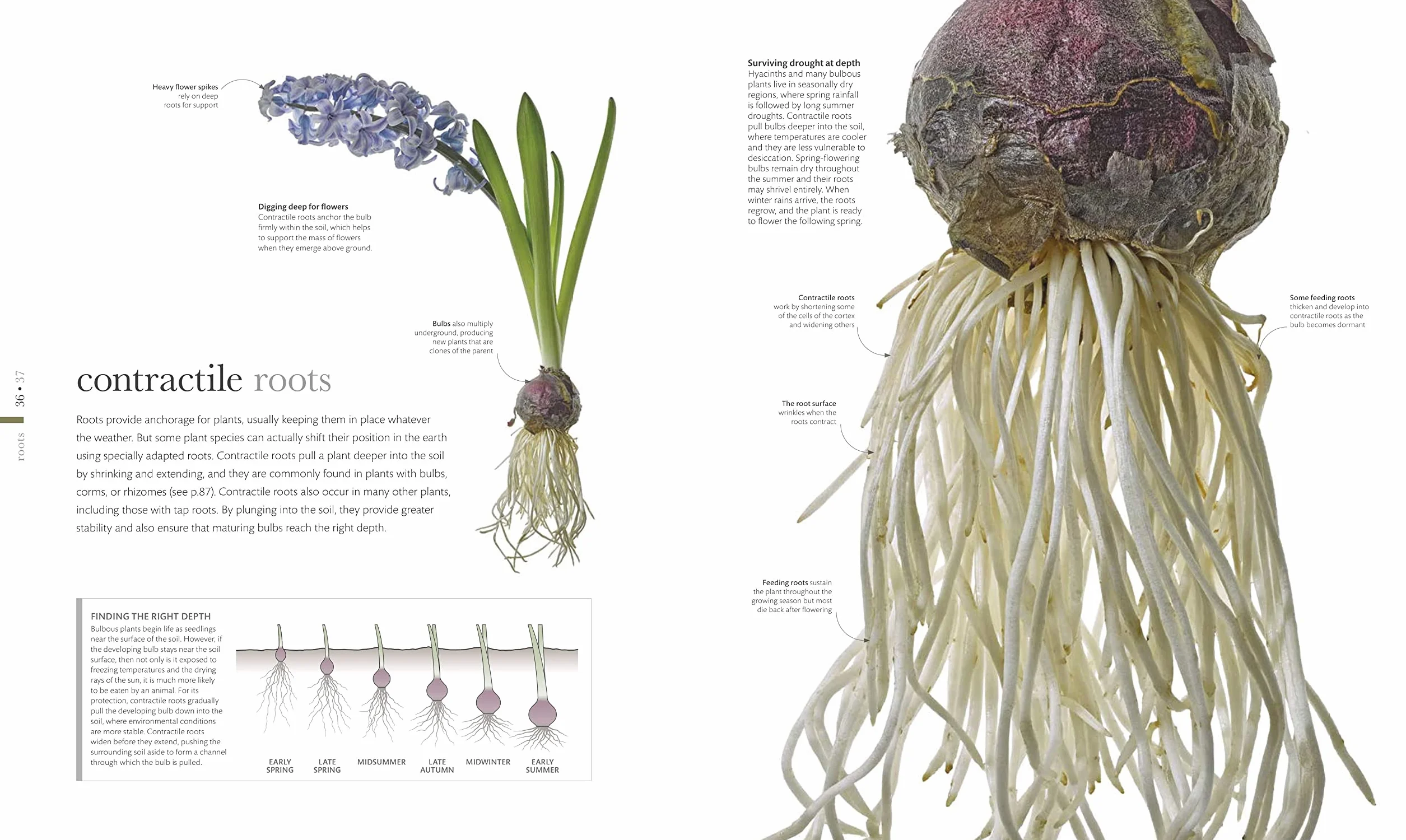 The Science of Plants: Inside their Secret World