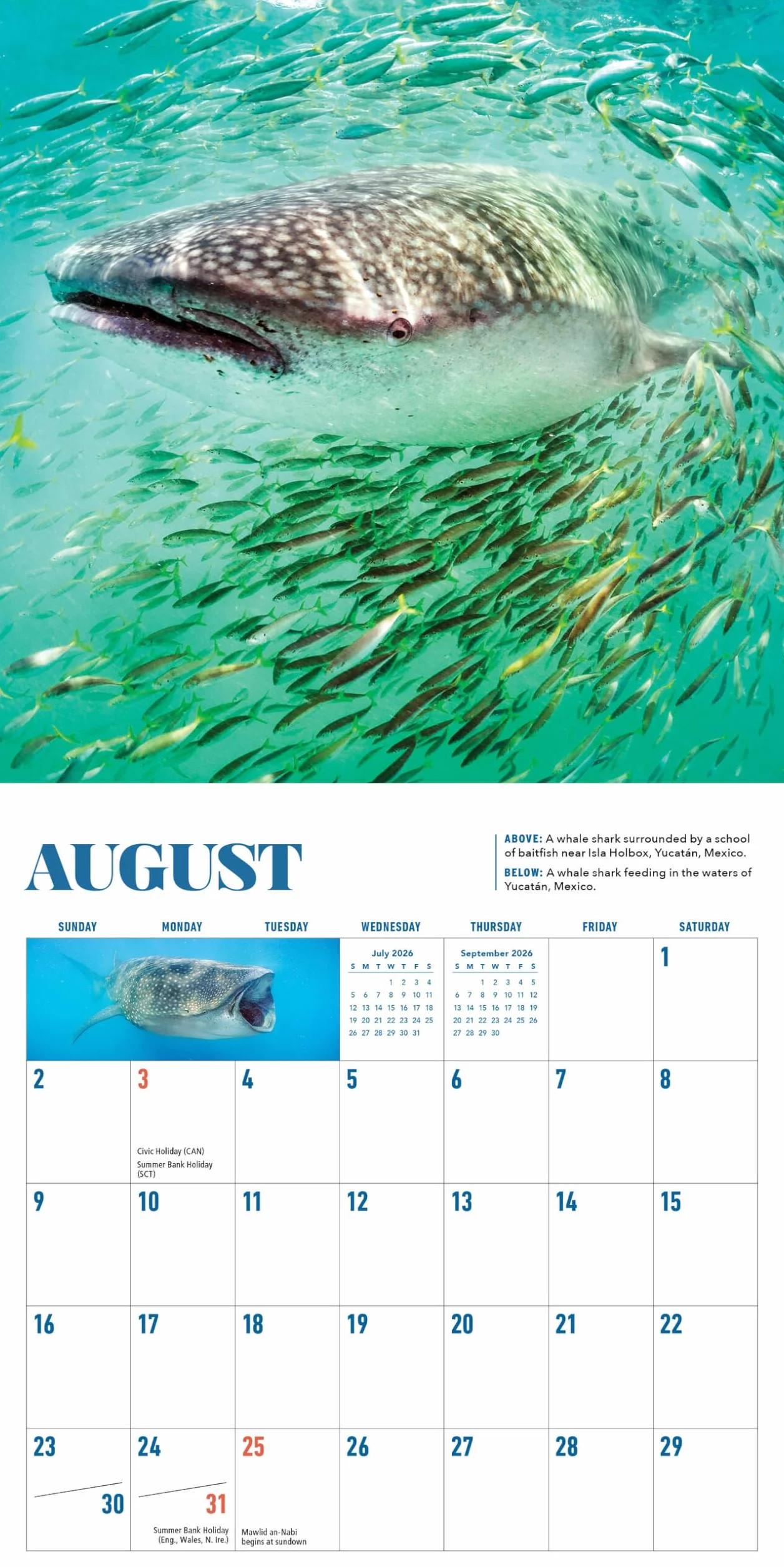 Shark Mini Wall Calendar 2026