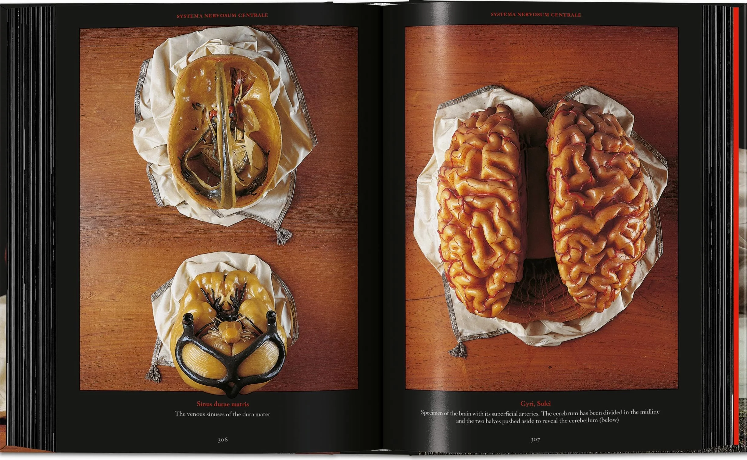 Anatomical Waxes. 45th Ed.
