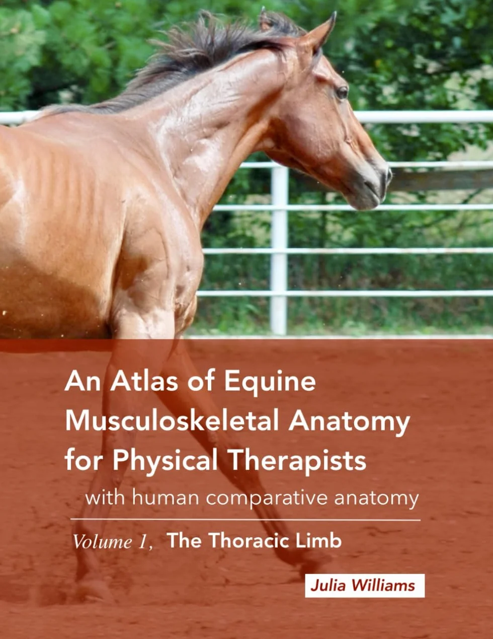 Atlas of Equine Musculoskeletal Anatomy for Physical Therapists: The Thoracic Limb with Comparative Human Anatomy
