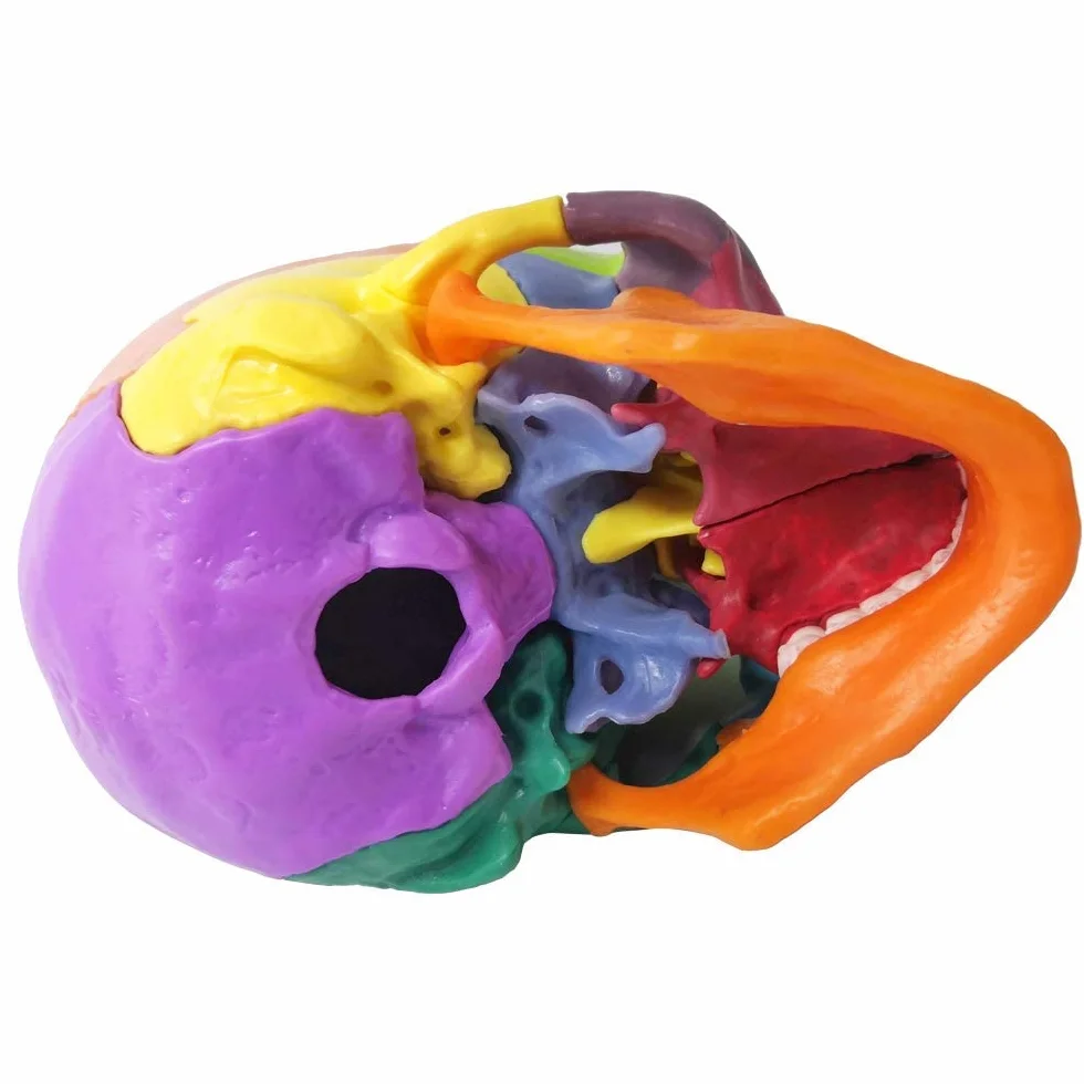 EVOTECH SCIENTIFIC Anatomiczny model czaszki 15-częściowy dłoni, wybuchła czaszka medyczna edukacja