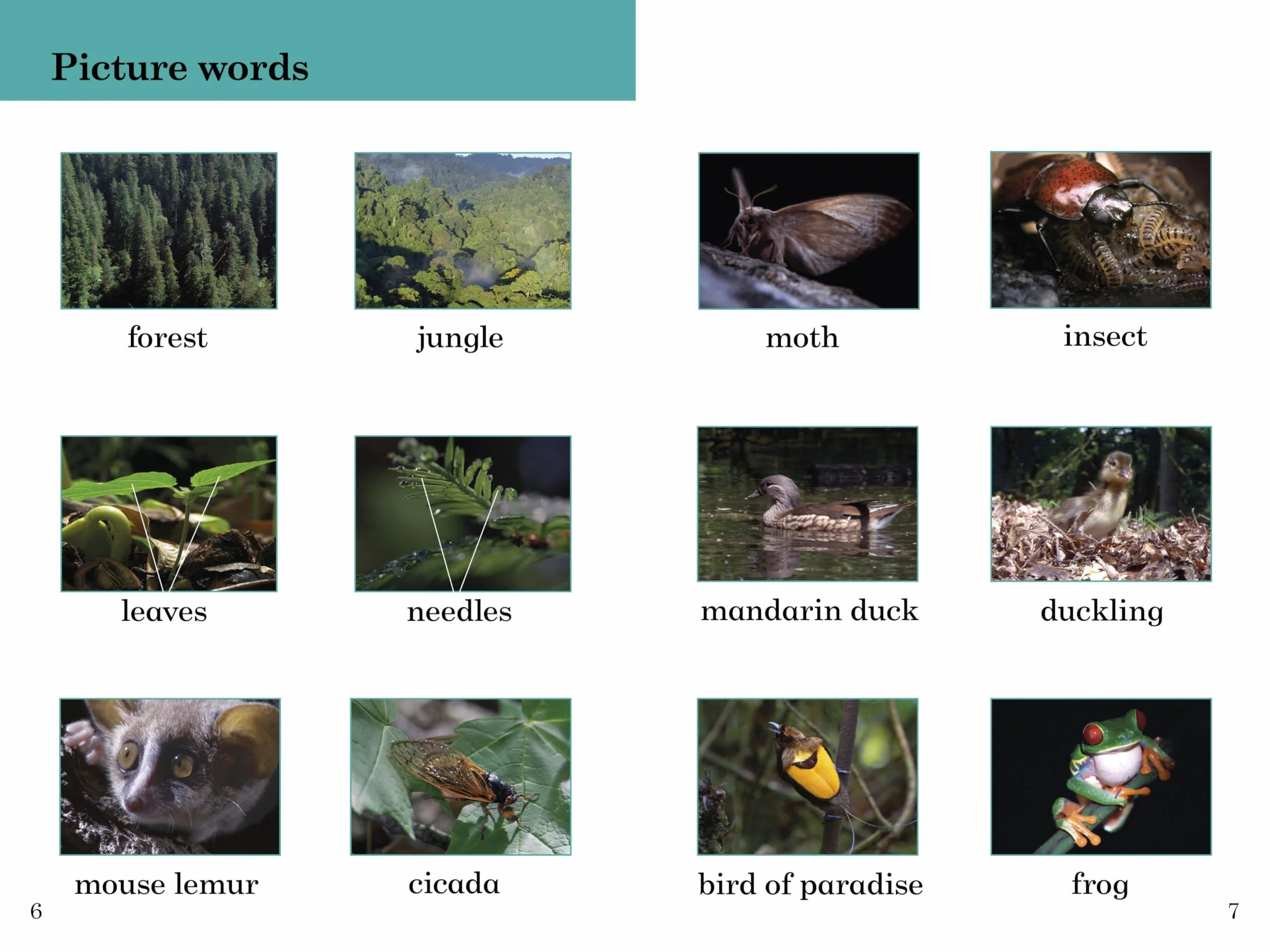 BBC Earth: Forests: Level 4