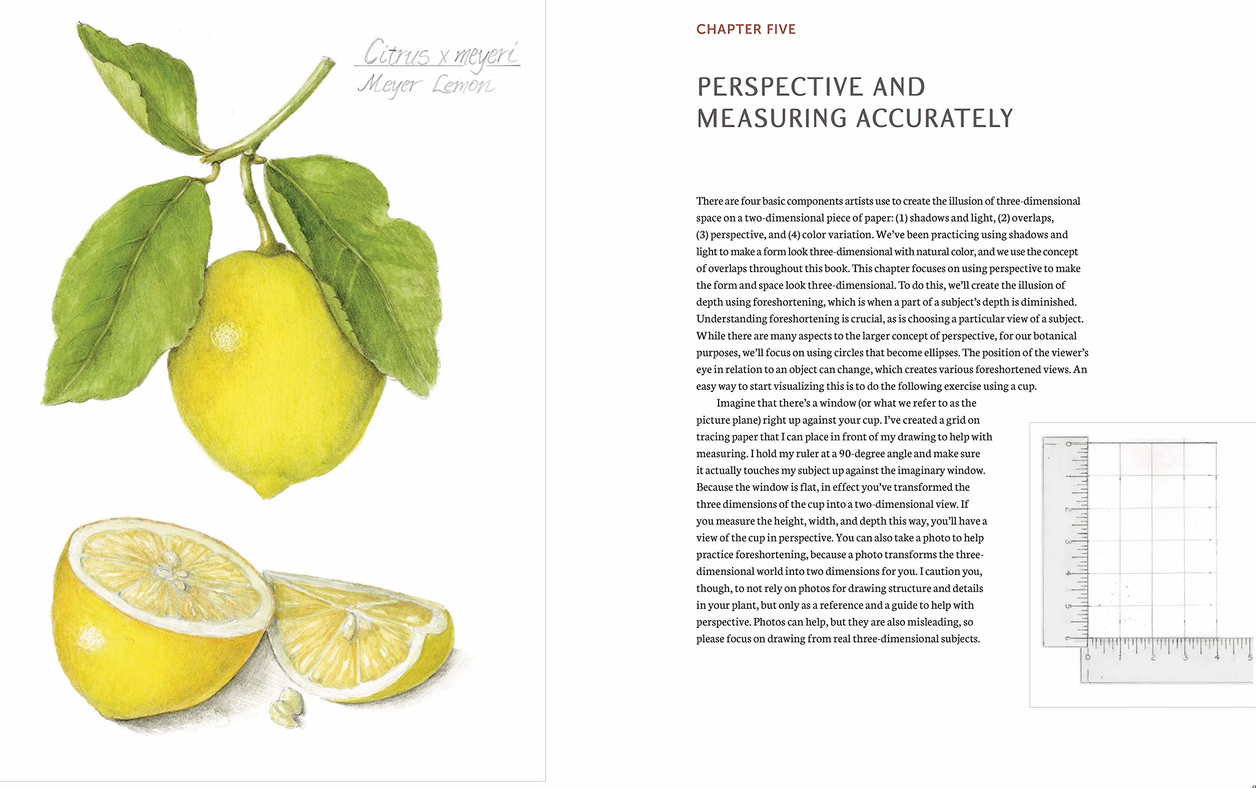 The Joy of Botanical Drawing: A Step-by-Step Guide to Drawing and Painting Flowers, Leaves, Fruit