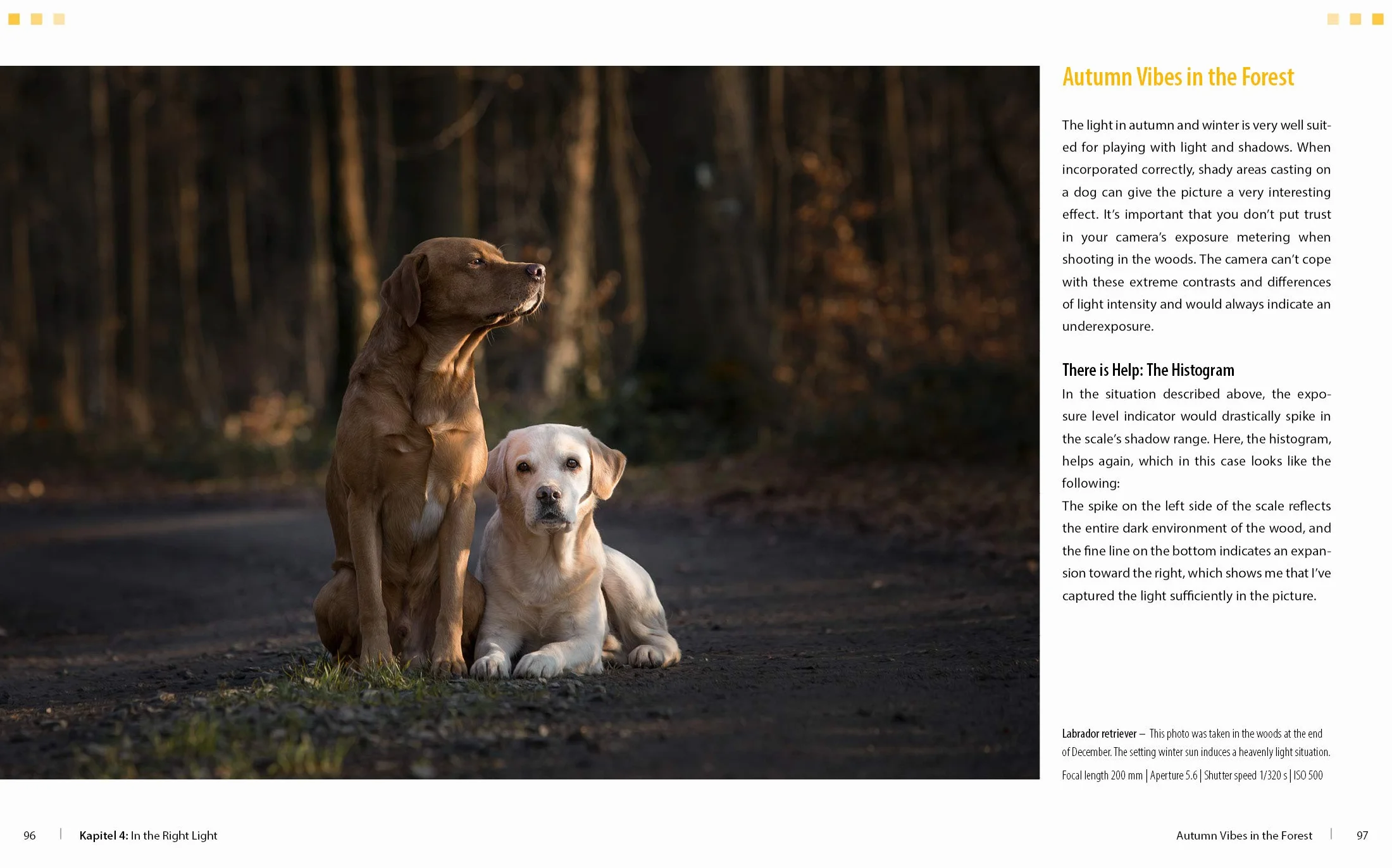 Dog Photography Shooting with Bow Wow Effect