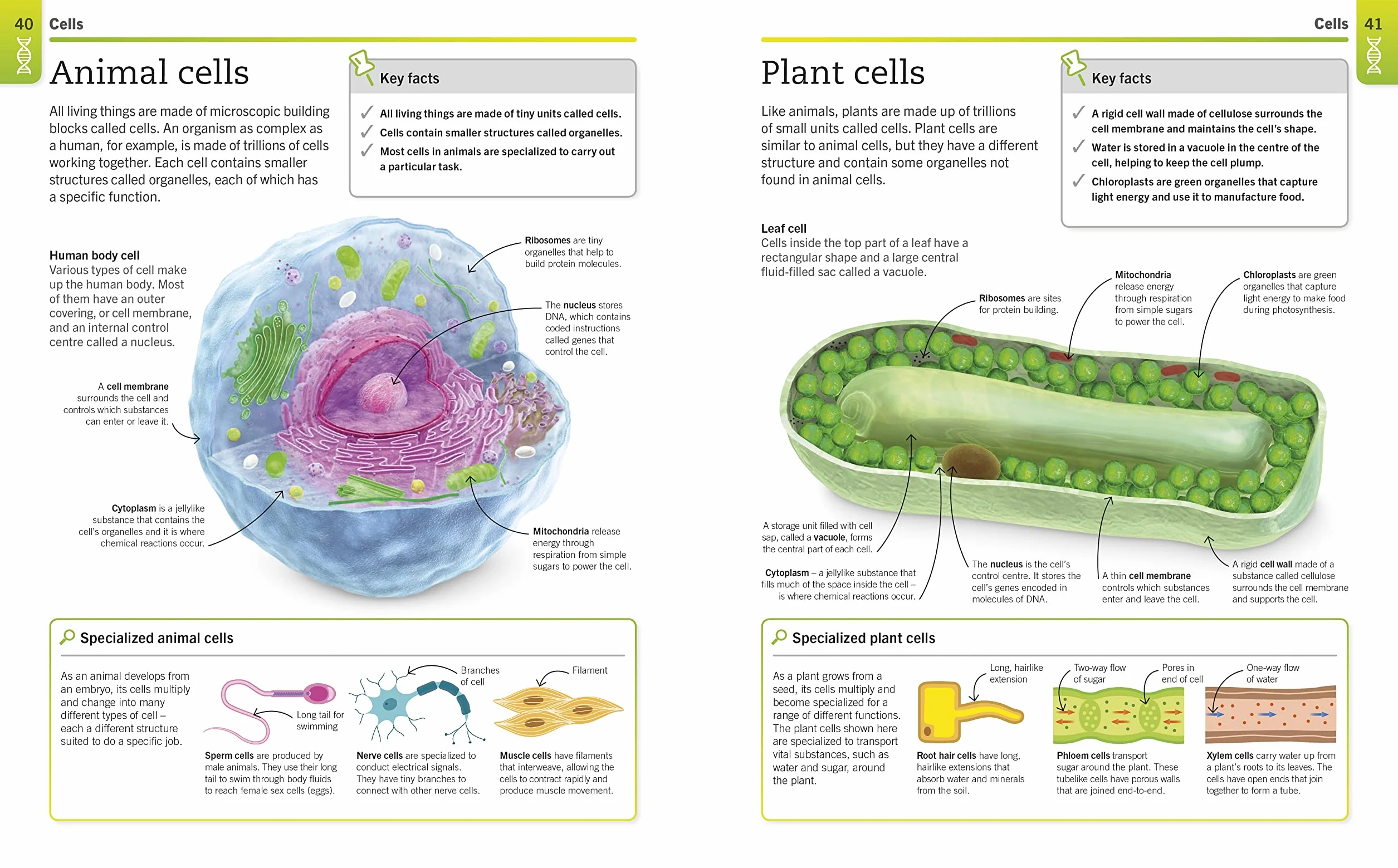 Super Simple Biology: The Ultimate Bitesize Study Guide
