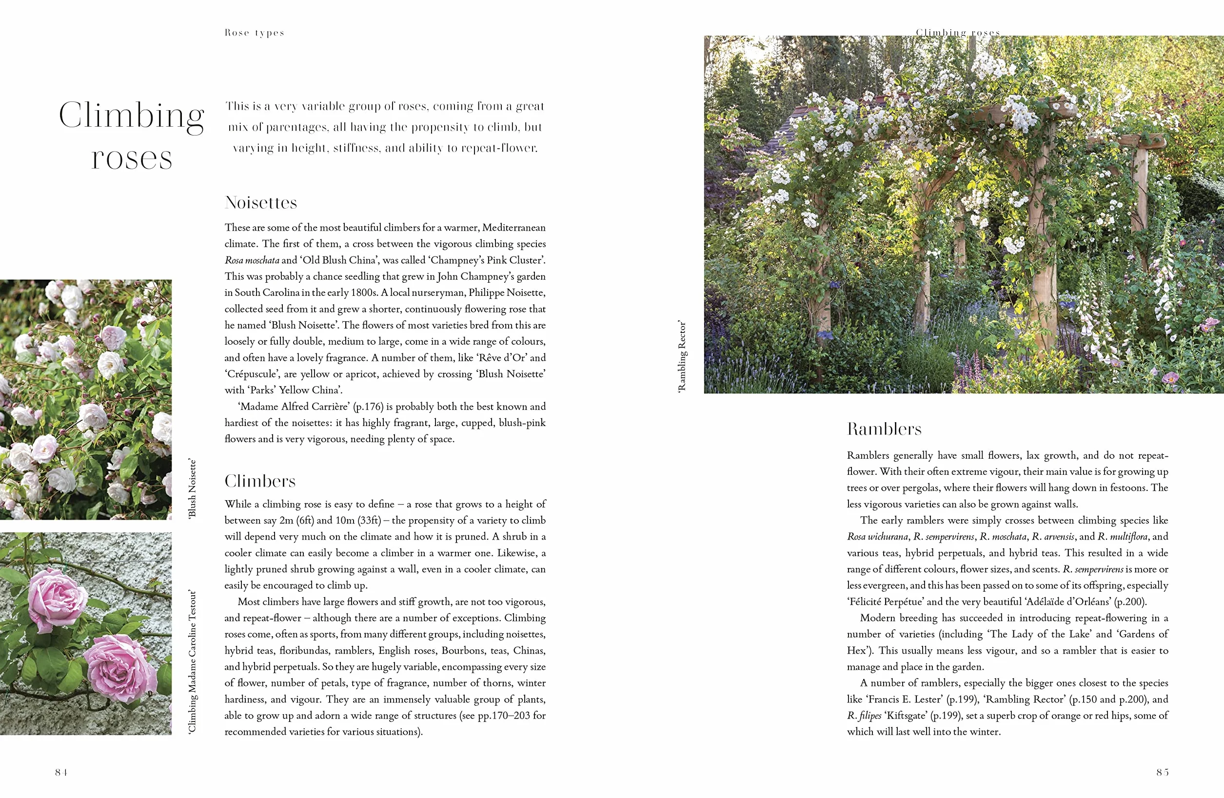 RHS Roses: An Inspirational Guide to Choosing and Growing the Best Roses
