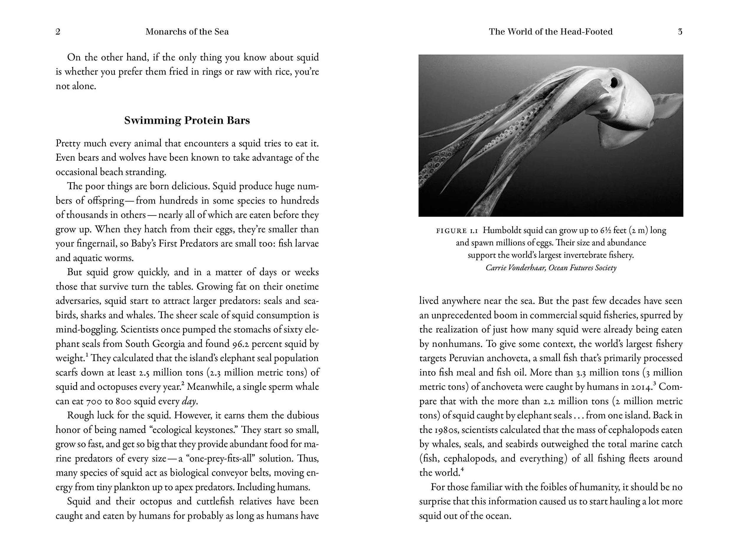 Monarchs of the Sea: The Extraordinary 500-Million-Year History of Cephalopods