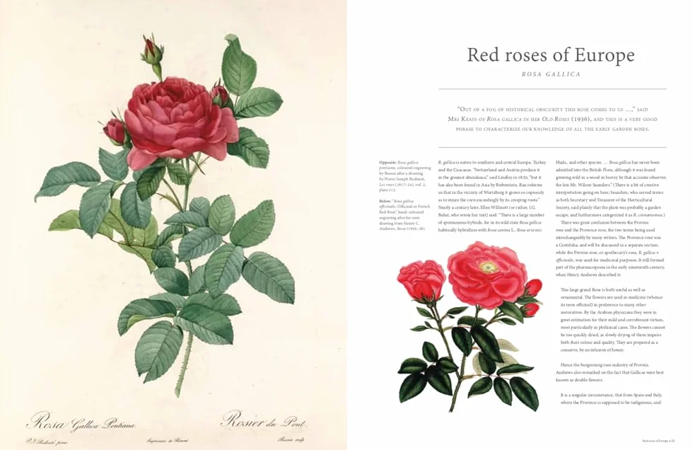 Rhs the Rose: The History of the World's Favourite Flower Told Through 40 Extraordinary Roses