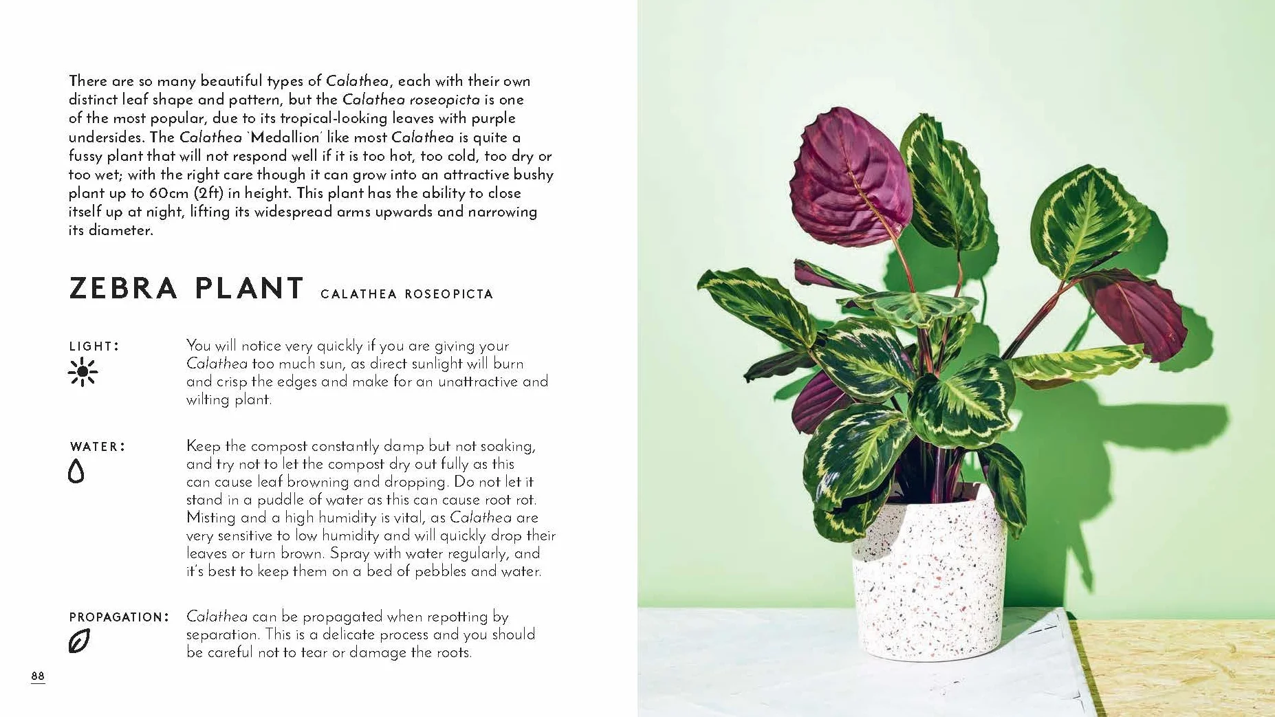 Little Book of House Plants and Other Greenery