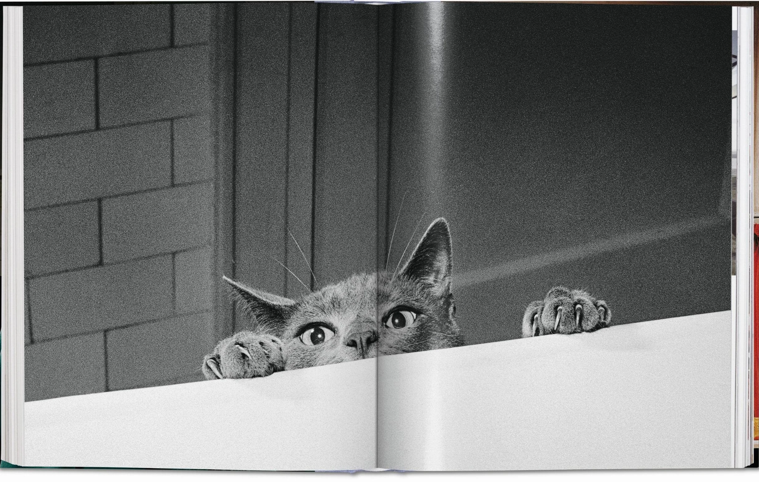 Cats Photographs 1942-2018
