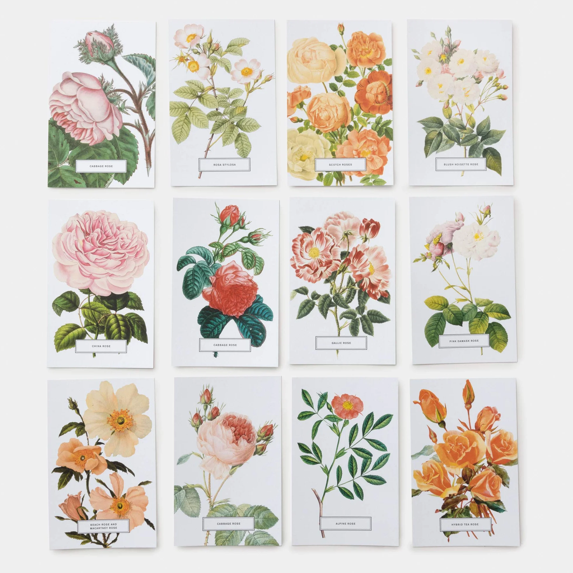 Roses: 100 Postcards from the Archives of The New York Botanical Garden