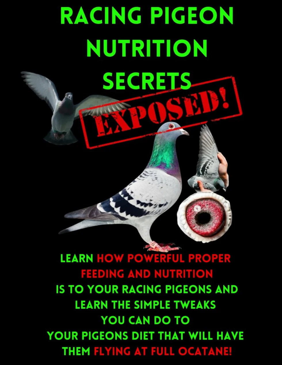 Racing Pigeon Nutrition Secrets Exposed: Racing Pigeon Feeding