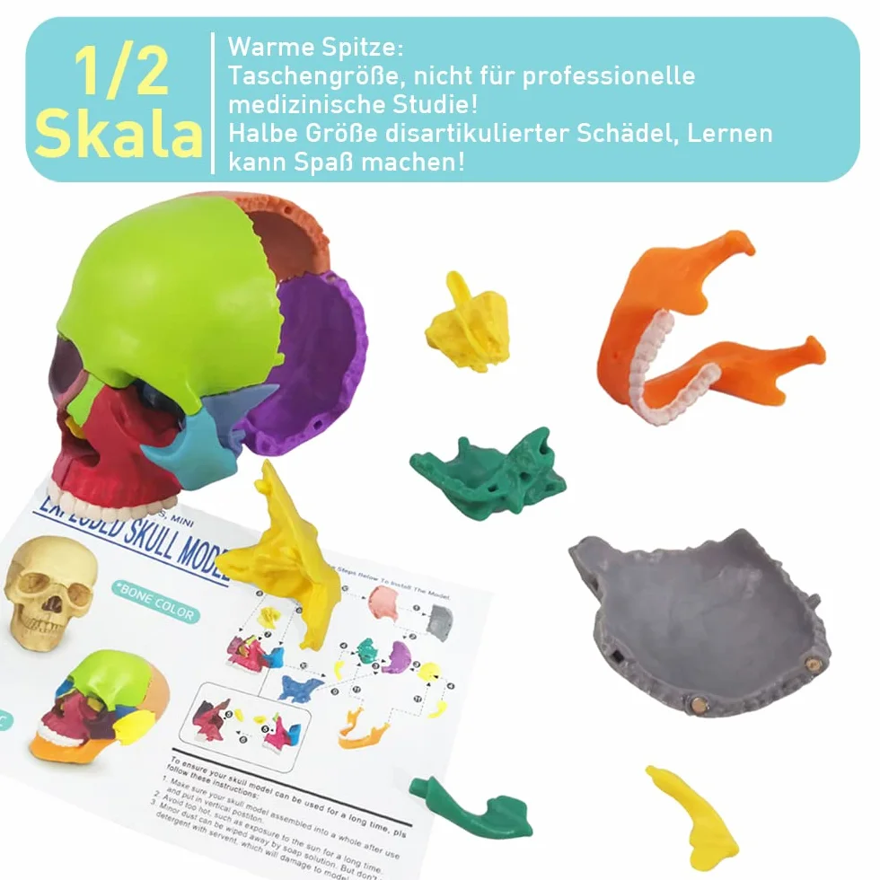 EVOTECH SCIENTIFIC Anatomiczny model czaszki 15-częściowy dłoni, wybuchła czaszka medyczna edukacja