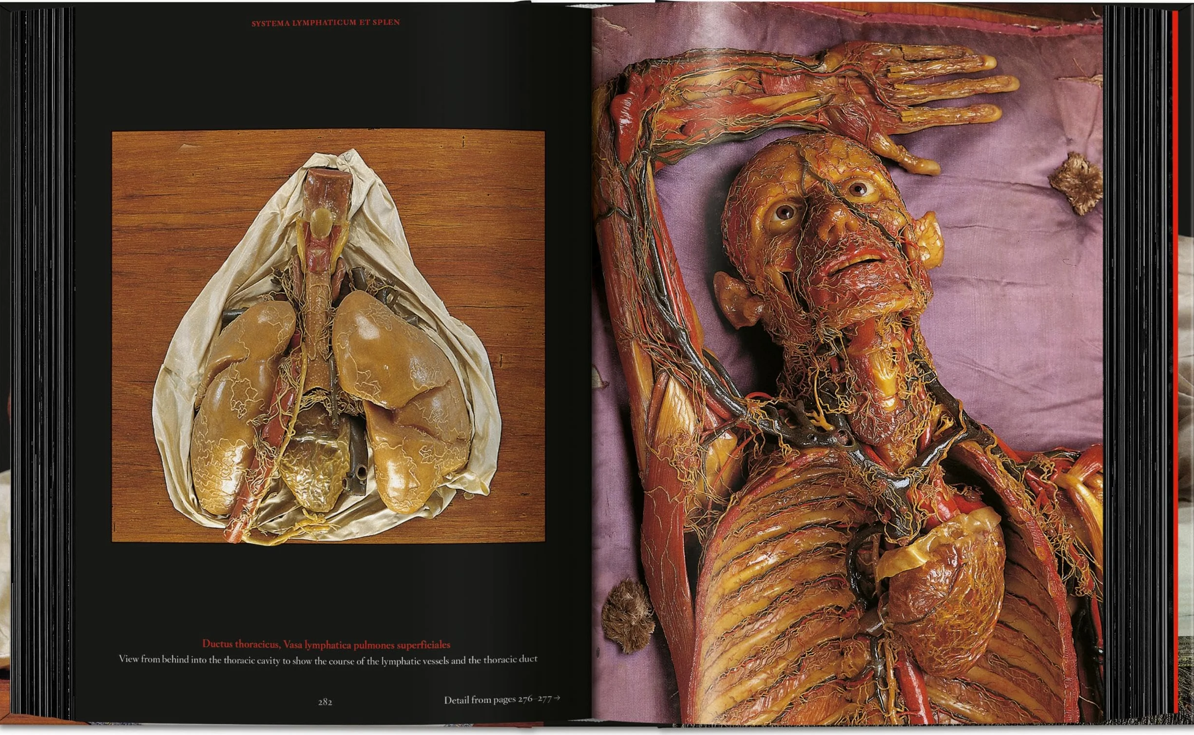 Anatomical Waxes. 45th Ed.