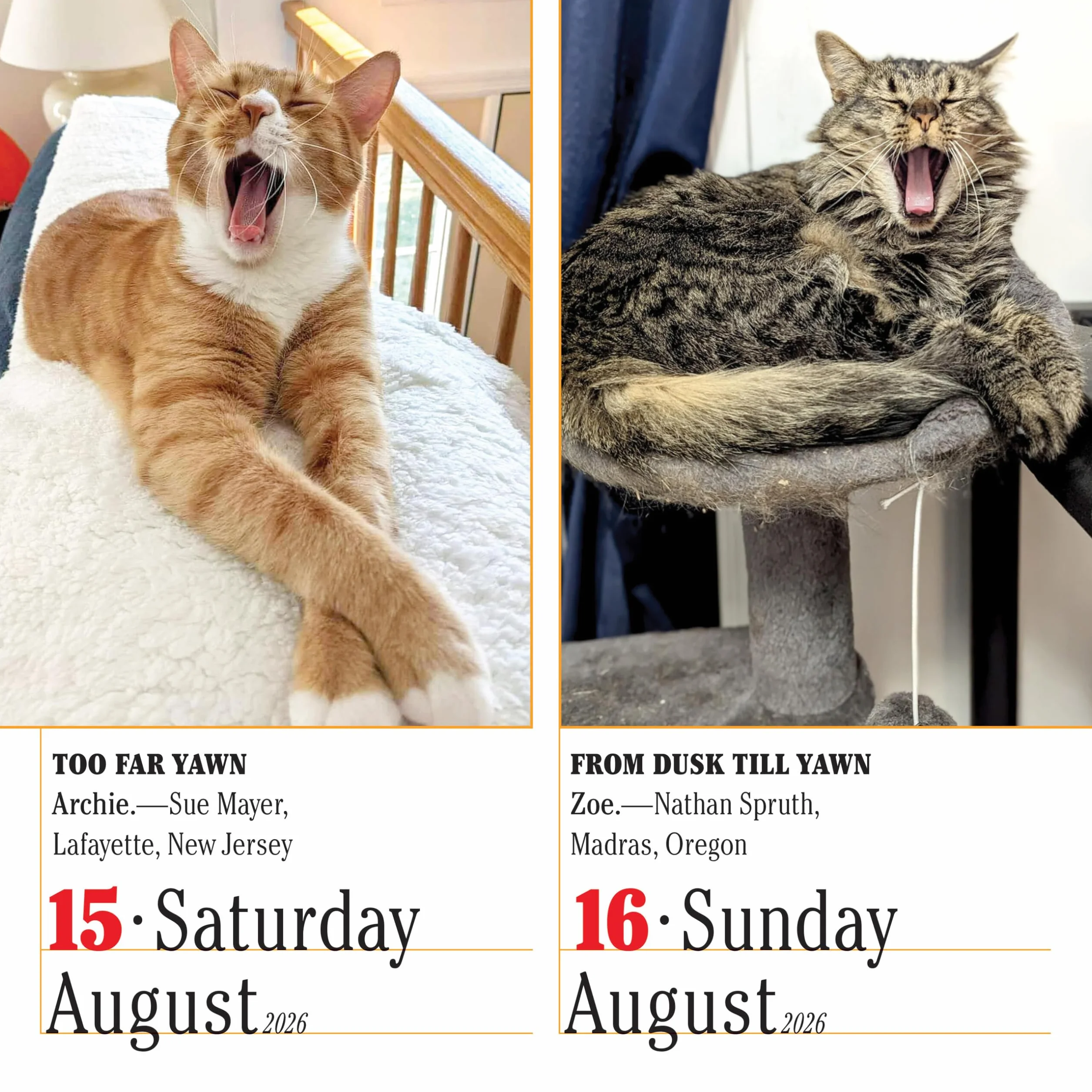 365 Cats Page-A-Day Calendar 2026: World's Favorite Cat Calendar