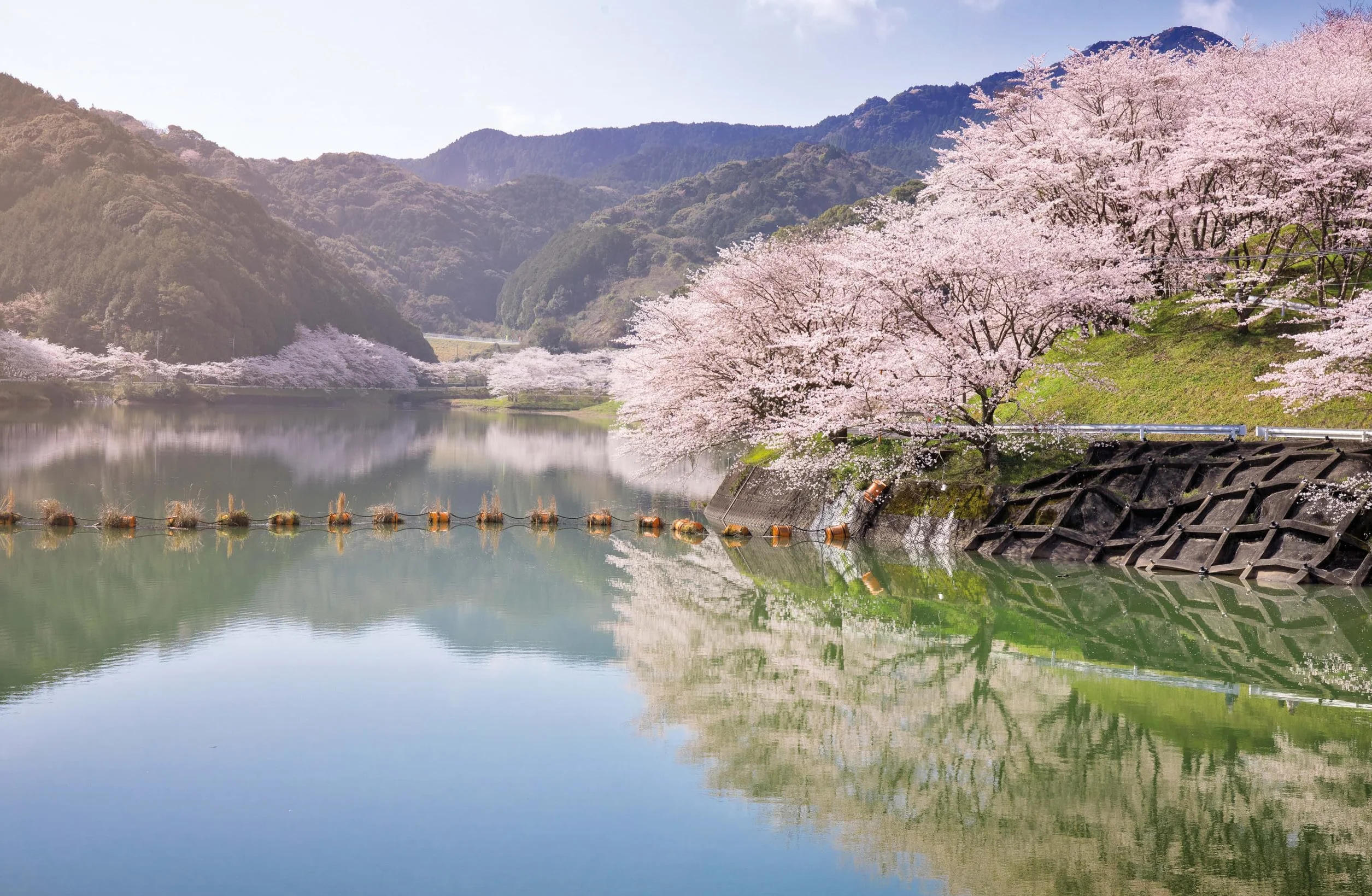 The Tree Atlas 1 -anglais-: 50 Magnificent Species Across the Planet | Practical Travel Advice to See Each Natural Wonder | Exquisite Photography & Illustrations