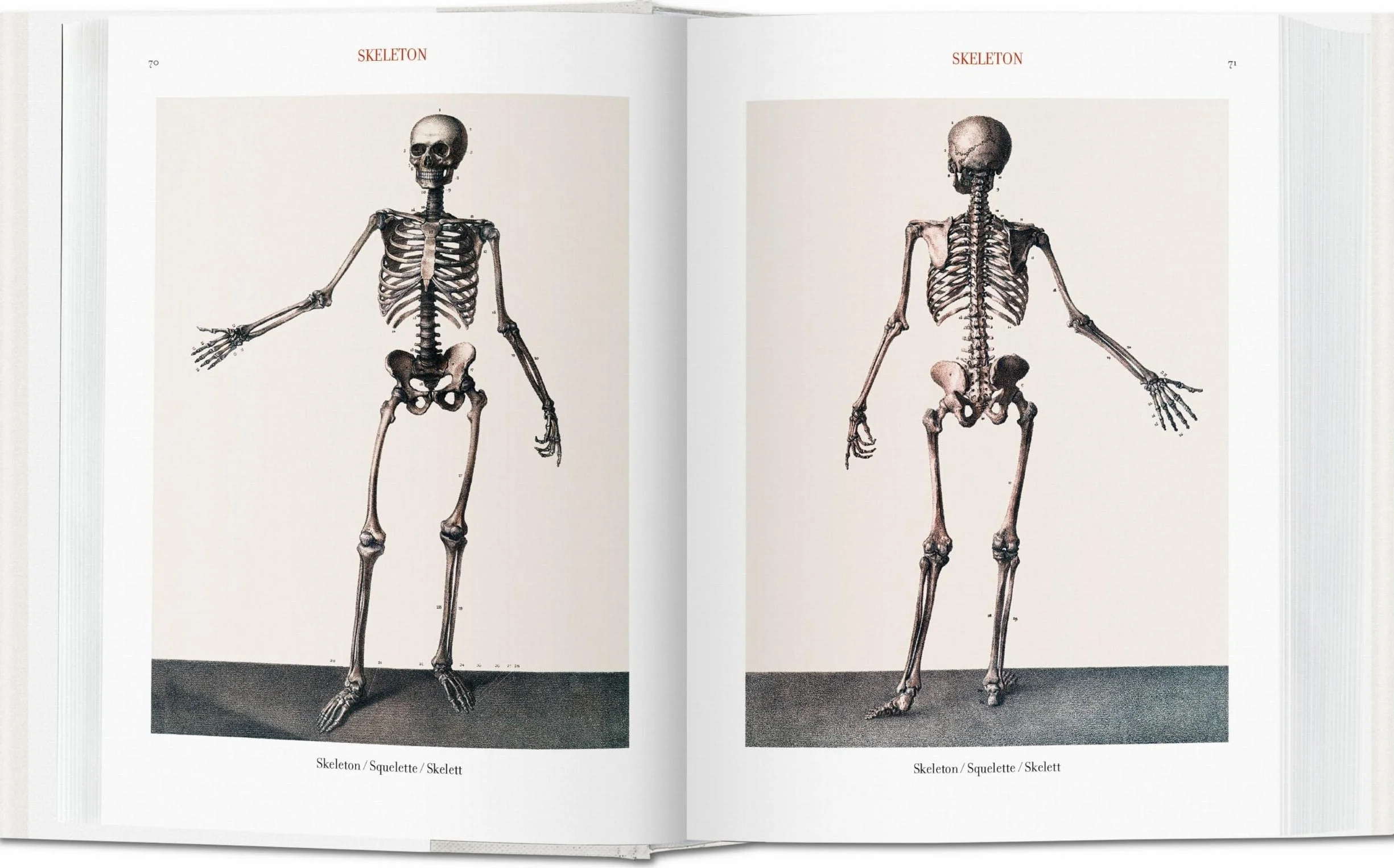Bu-bourgery atlas of anatomy - italien - espagnol - portugais -: Atlas de anatomía humana y cirugía