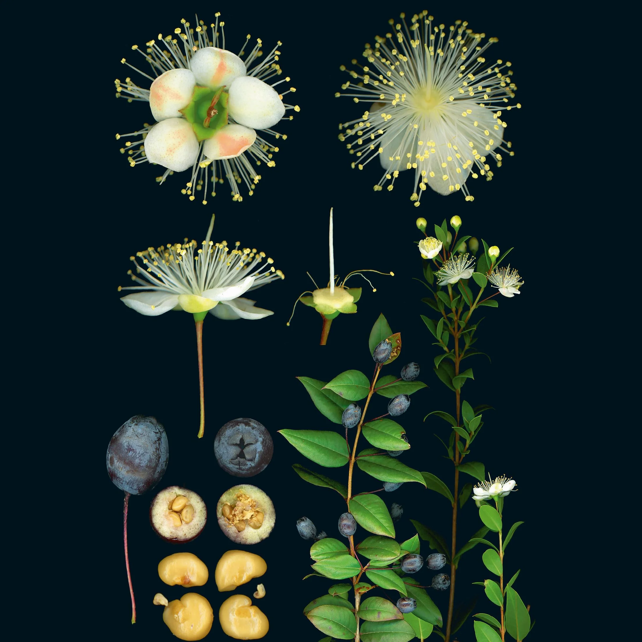 100 Plants That Heal: The Illustrated Herbarium of Medicinal Plants