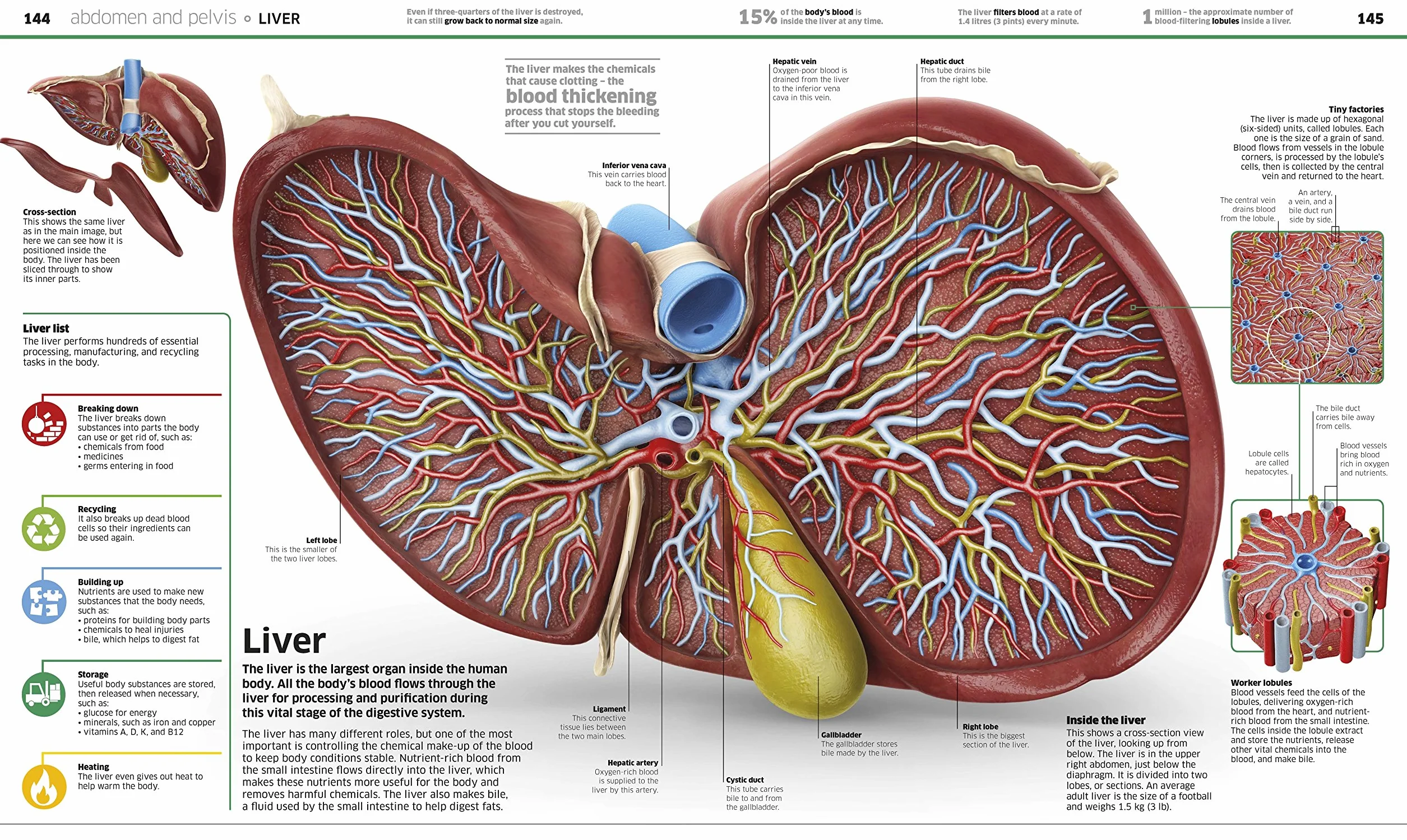 Knowledge Encyclopedia Human Body! (Knowledge Encyclopedias): Human Anatomy as You've Never Seen It Before