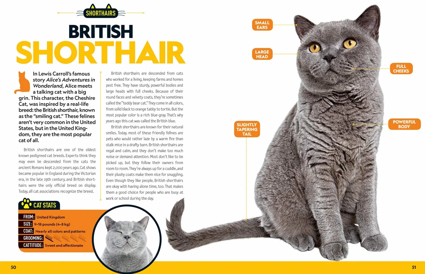 Cat Breed Guide: A complete reference to your purr-fect best friend