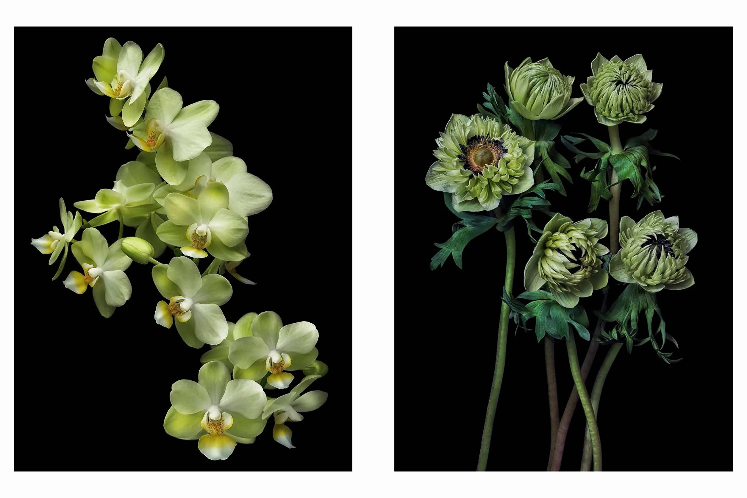 Beauty in Bloom: Floral Portraits