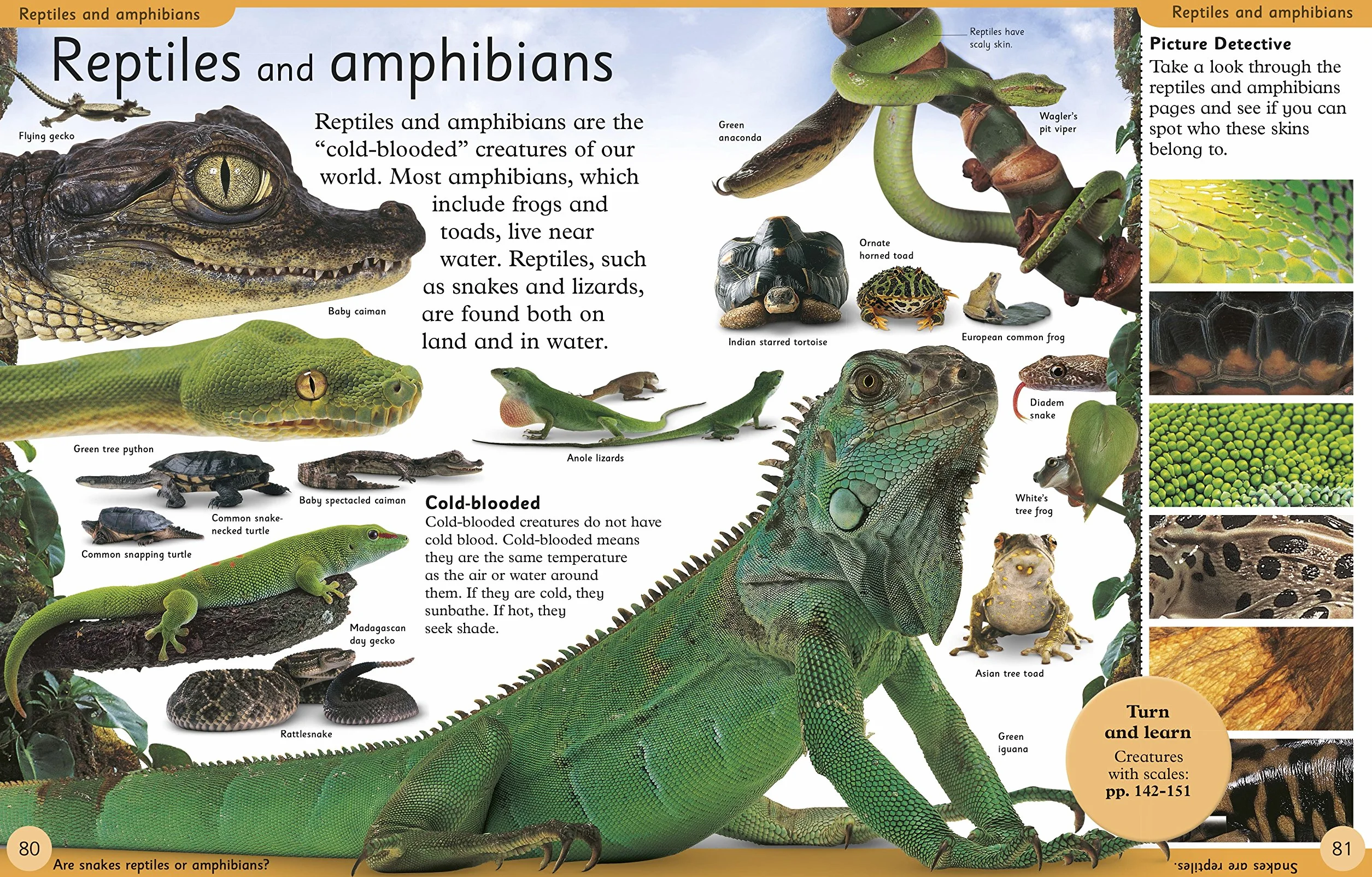 First Animal Encyclopedia: A First Reference Book for Children (DK First Reference)