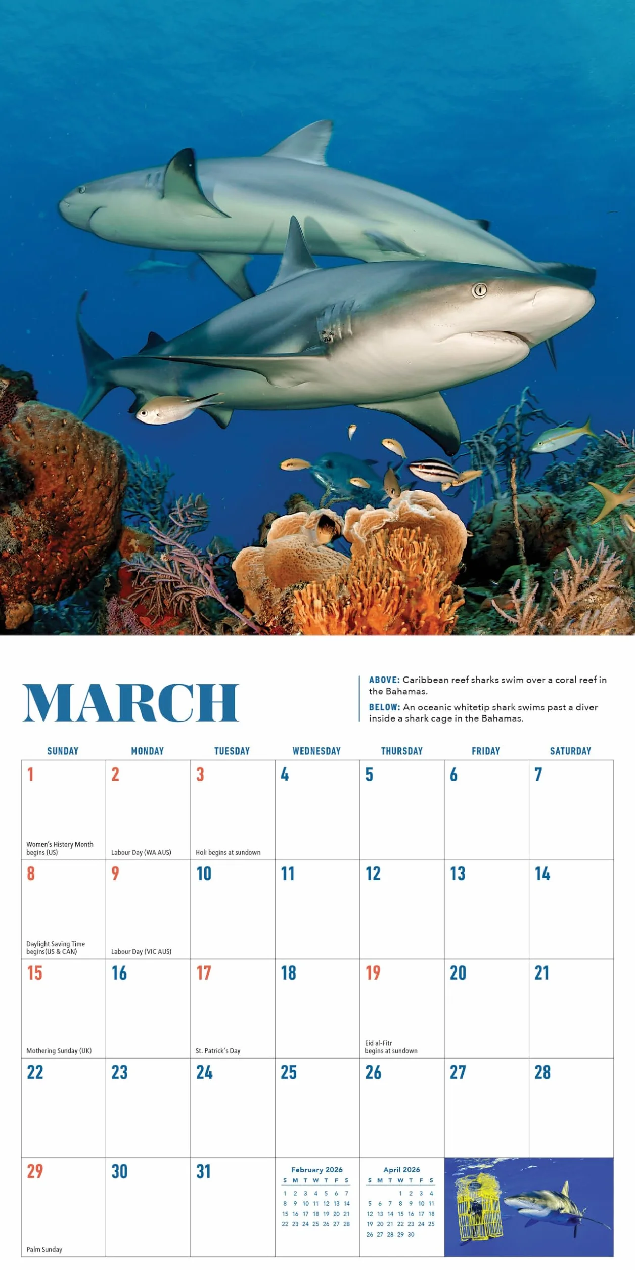Shark Mini Wall Calendar 2026