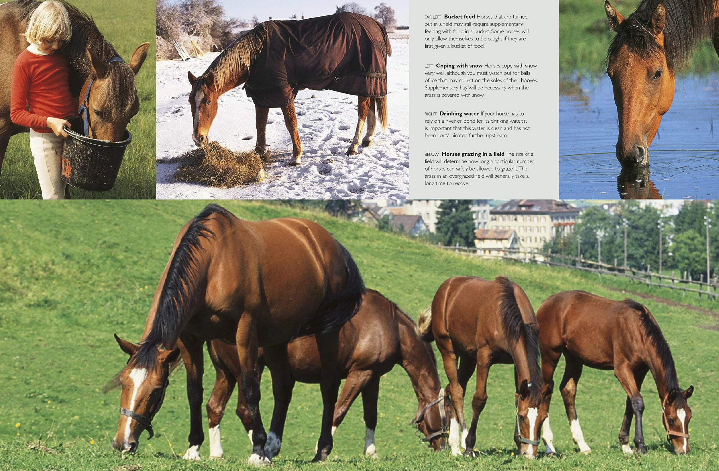 Complete Horse Care Manual