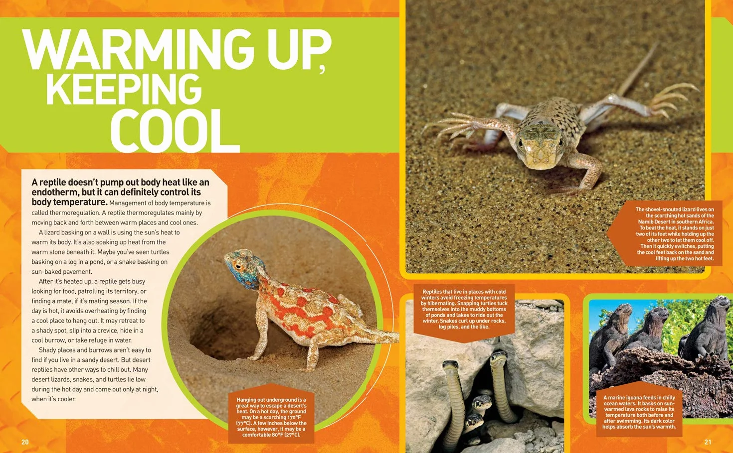 Ultimate Reptileopedia: The Most Complete Reptile Reference Ever