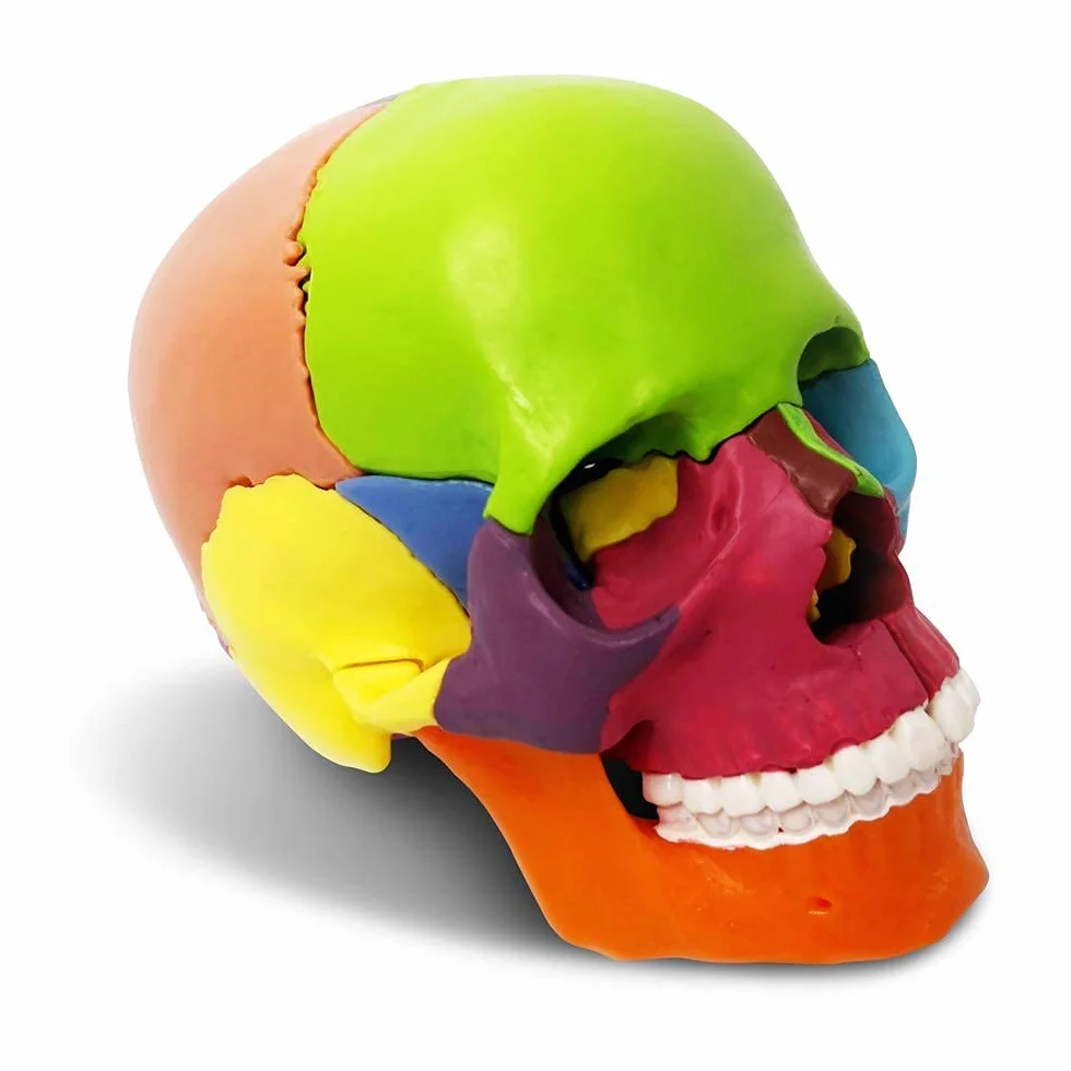 EVOTECH SCIENTIFIC Anatomiczny model czaszki 15-częściowy dłoni, wybuchła czaszka medyczna edukacja