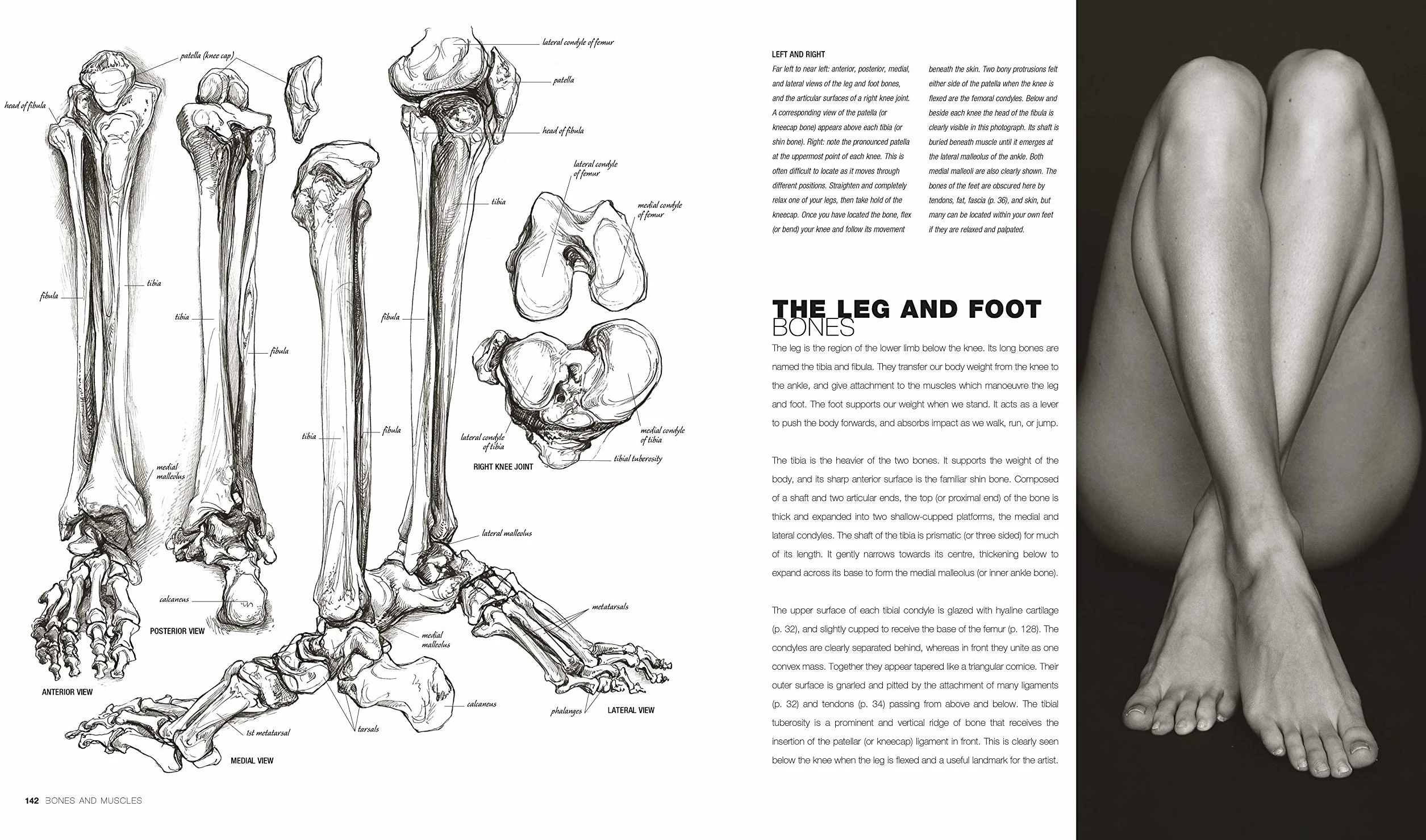 Anatomy for the Artist