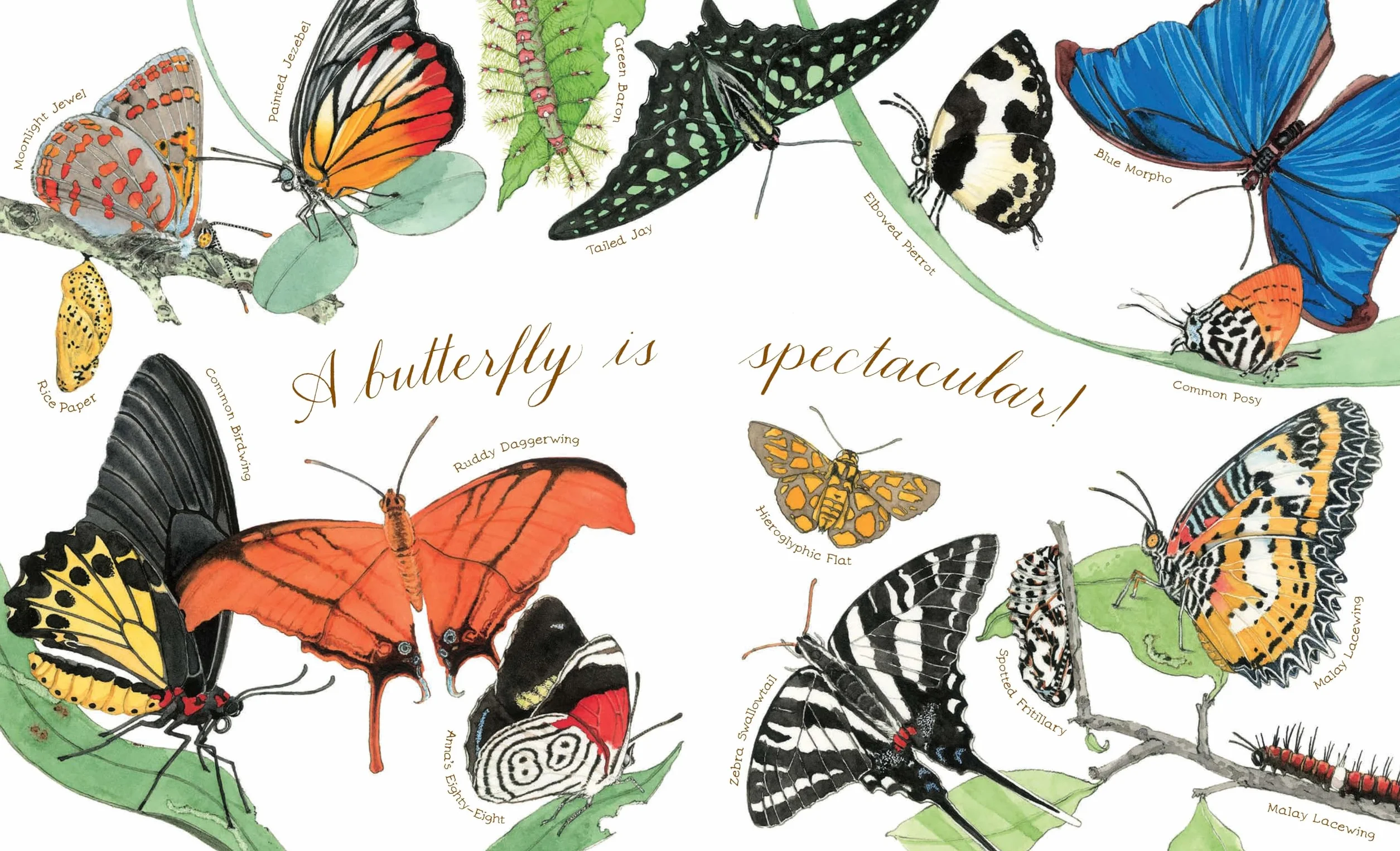 A Butterfly Is Patient: (Nature Books for Kids, Children's Books Ages 3-5, Award Winning Children's Books) (Sylvia Long)