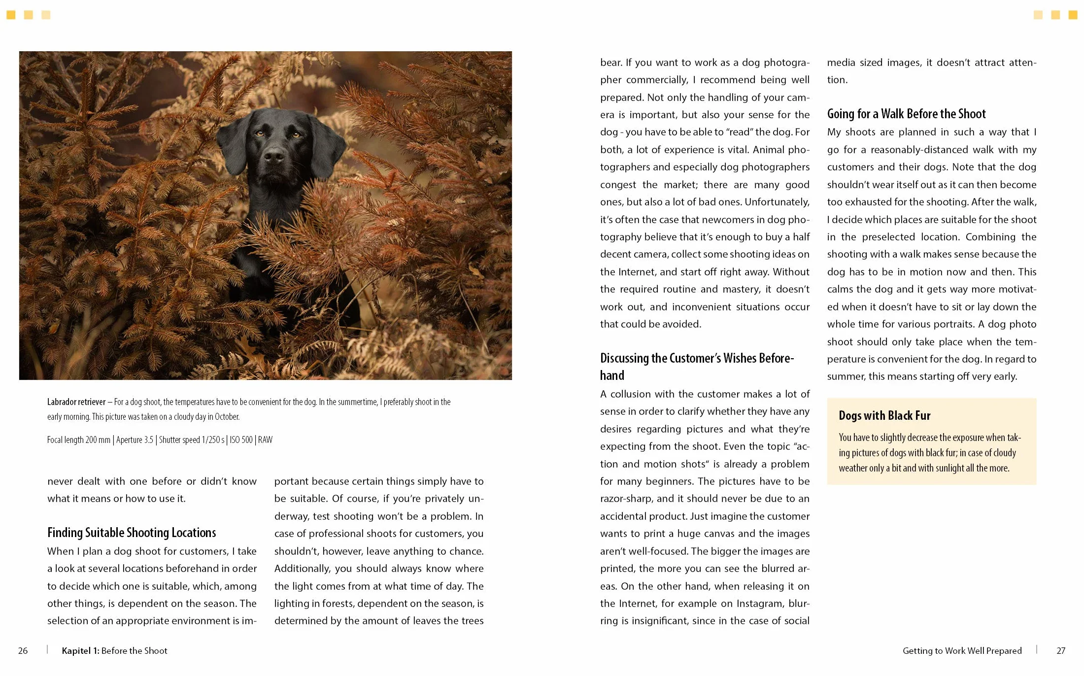 Dog Photography Shooting with Bow Wow Effect