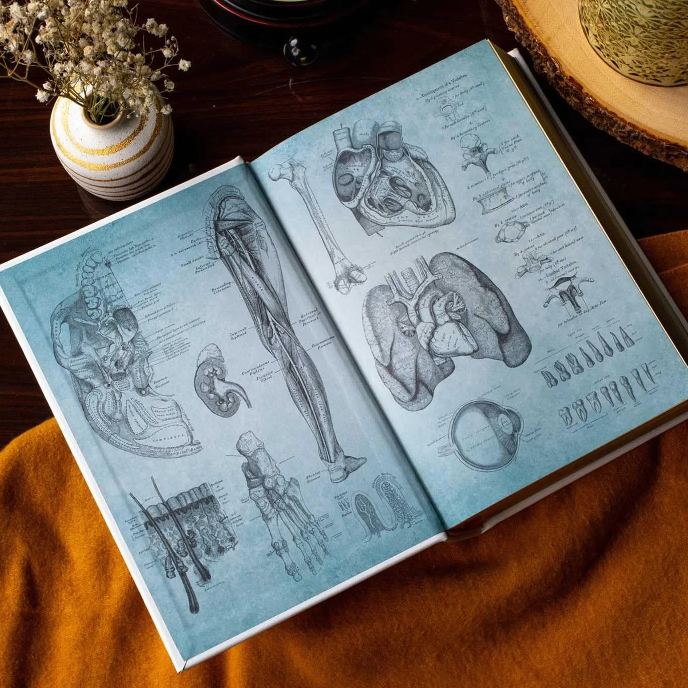Gray's Anatomy: Descriptive and Surgical