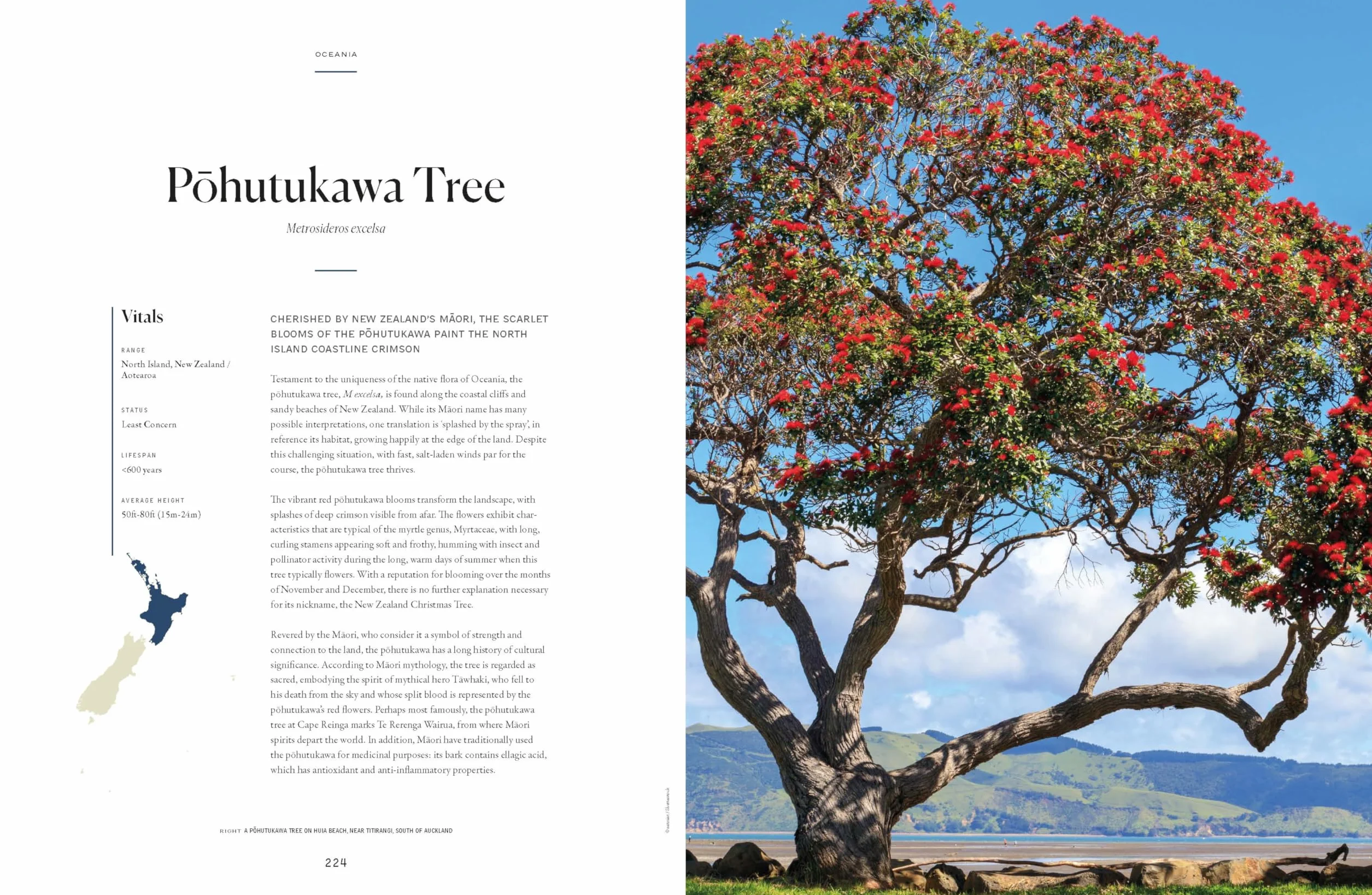 The Tree Atlas 1 -anglais-: 50 Magnificent Species Across the Planet | Practical Travel Advice to See Each Natural Wonder | Exquisite Photography & Illustrations