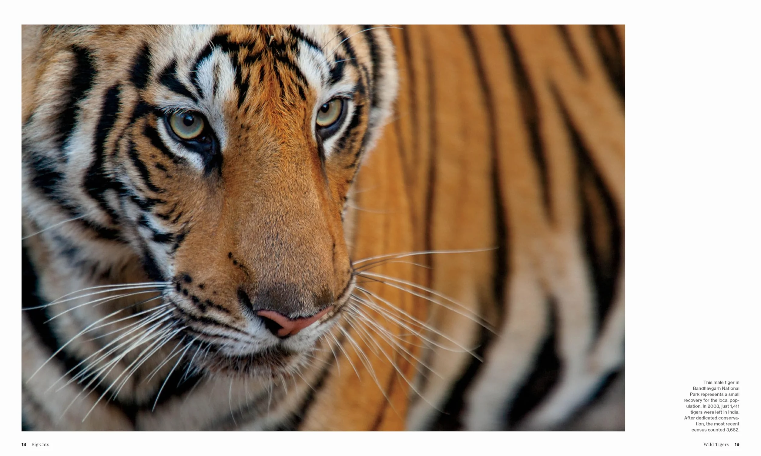 Big Cats