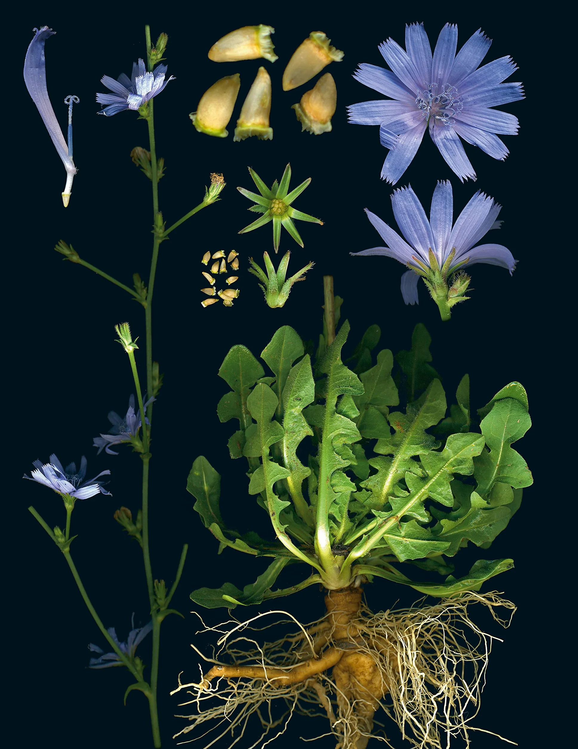 100 Plants That Heal: The Illustrated Herbarium of Medicinal Plants