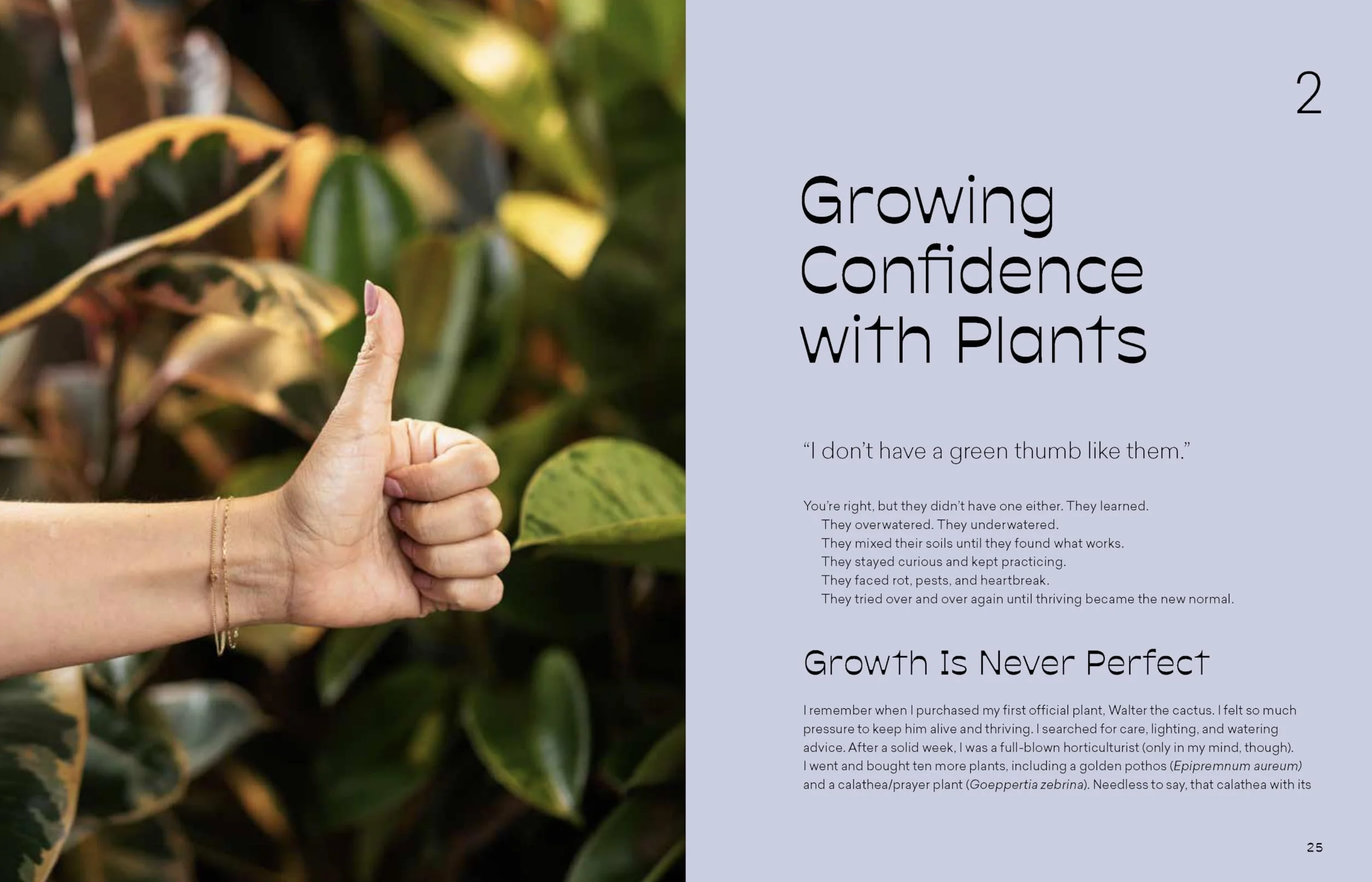 How to Care for Plants: Plant Care Guide
