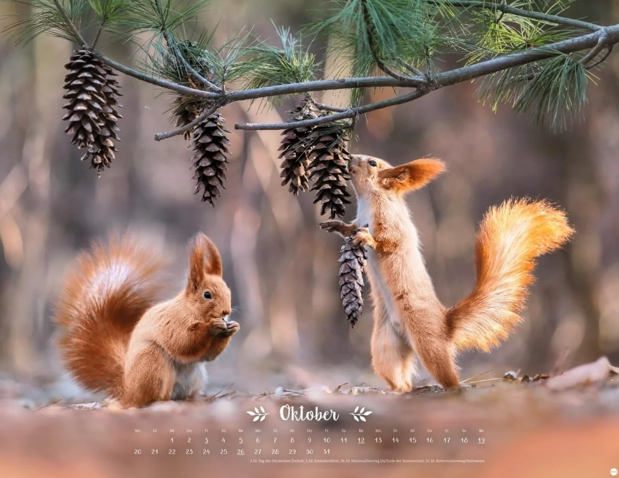 Vadim Trunov Märchenhaftes Waldleben Posterkalender 2025 Naturkalender 44 x 34 cm Querformat