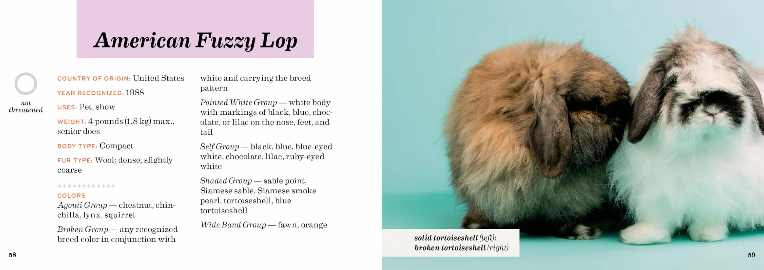 Rabbit Breeds: Pocket Guide to 49 Essential Breeds