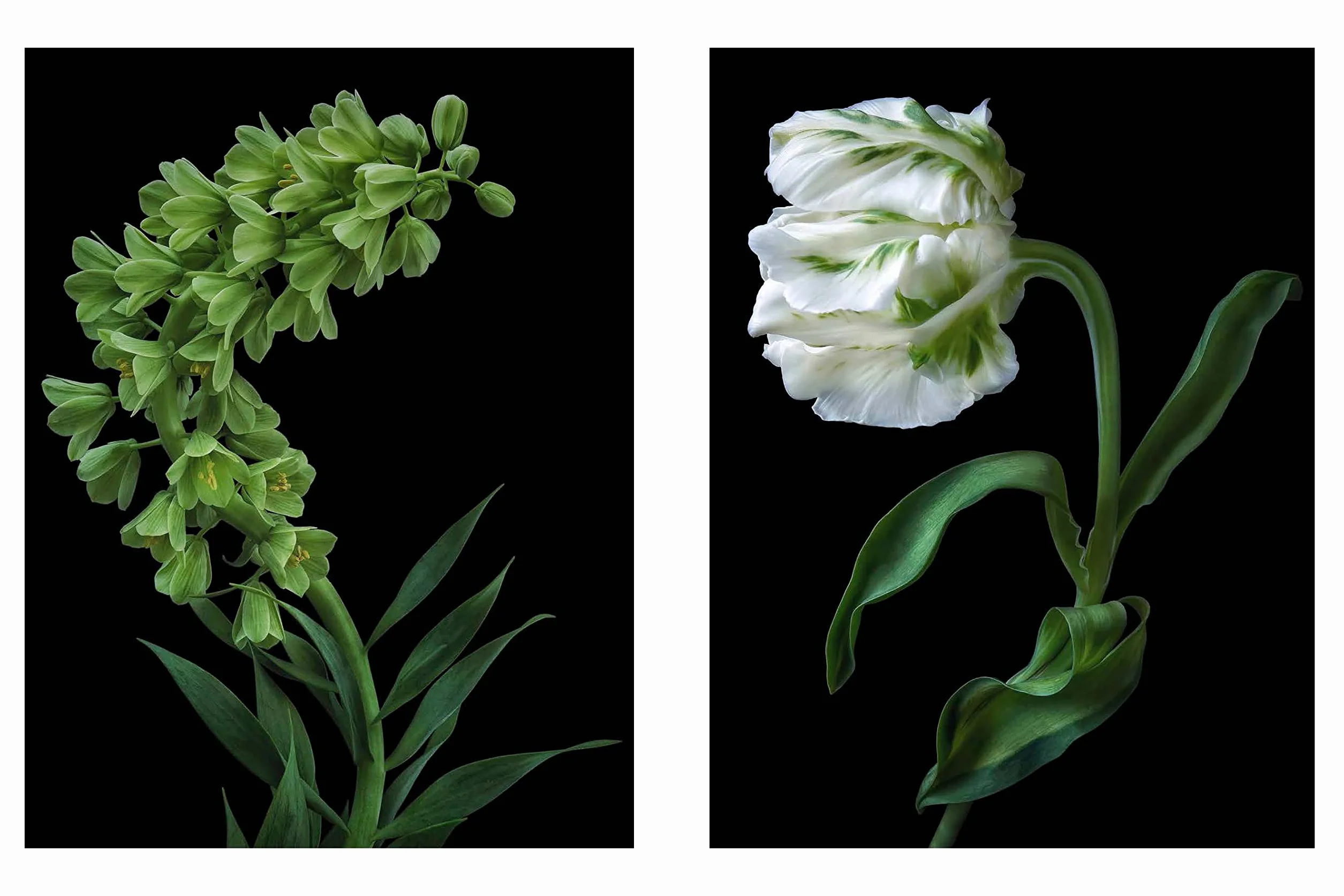 Beauty in Bloom: Floral Portraits