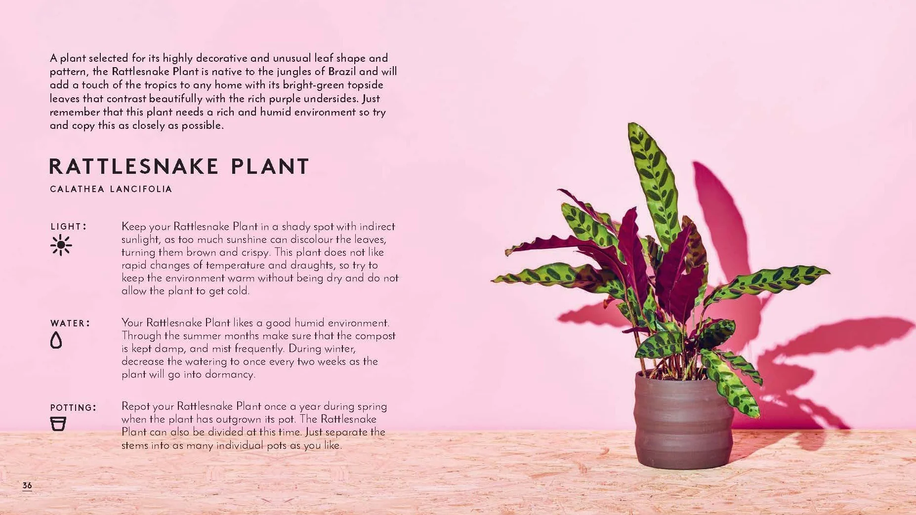 Little Book of House Plants and Other Greenery
