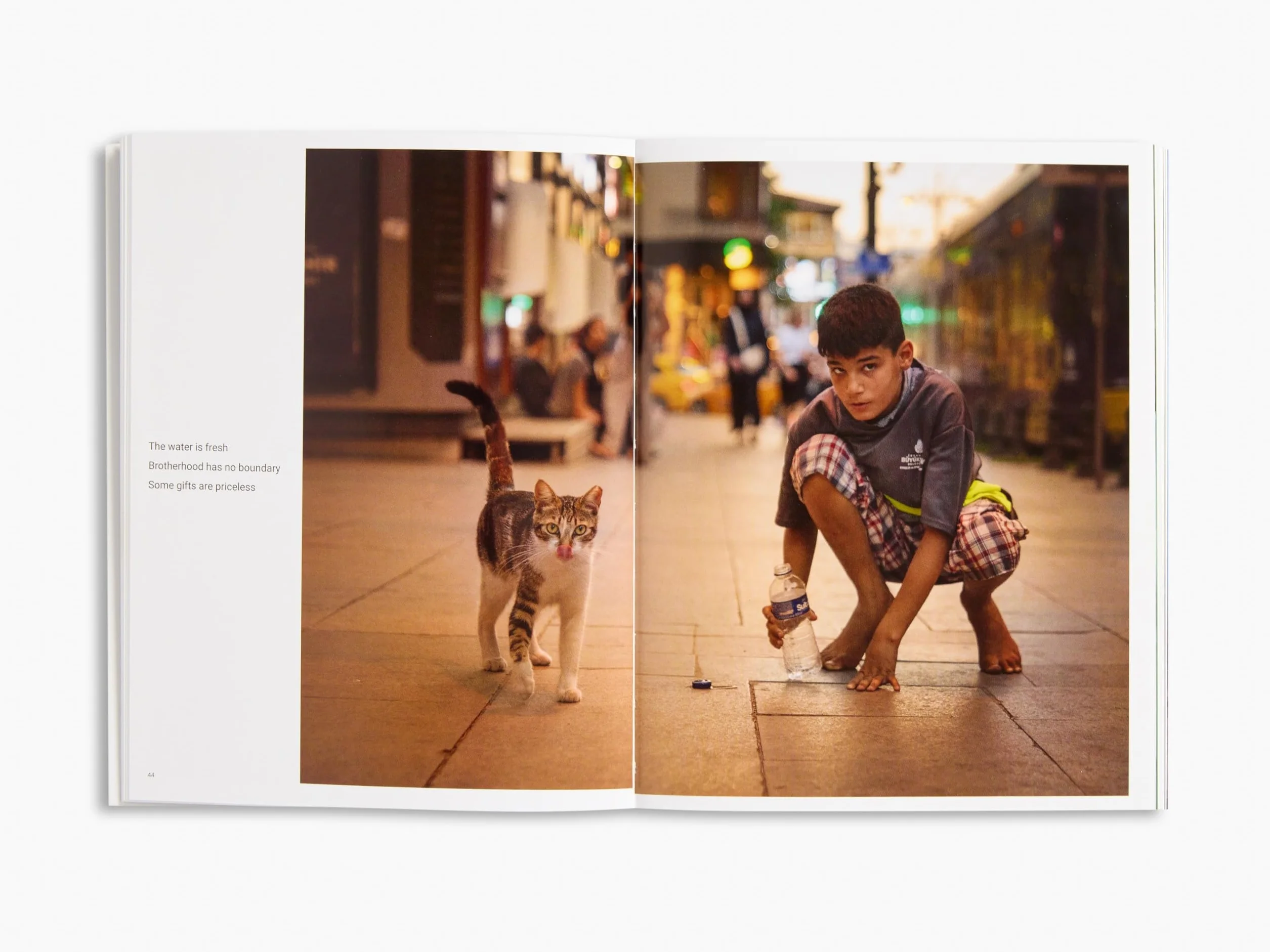 City Cats of Istanbul /anglais