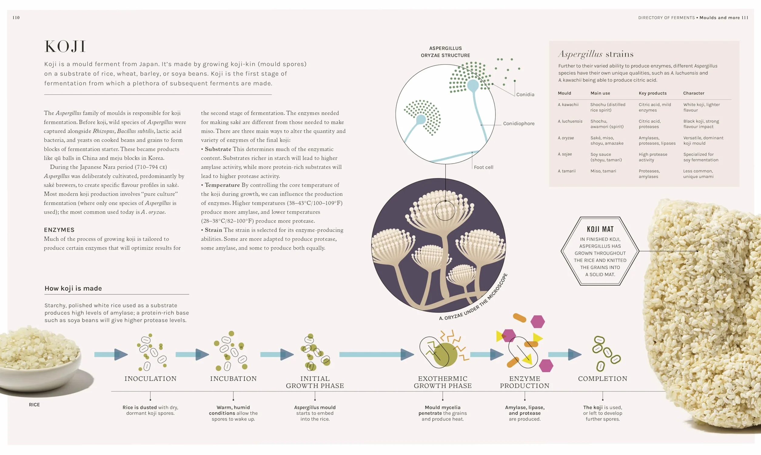 The Science of Fermentation: Explore the Fascinating Alchemy of Fermented Food and Drink