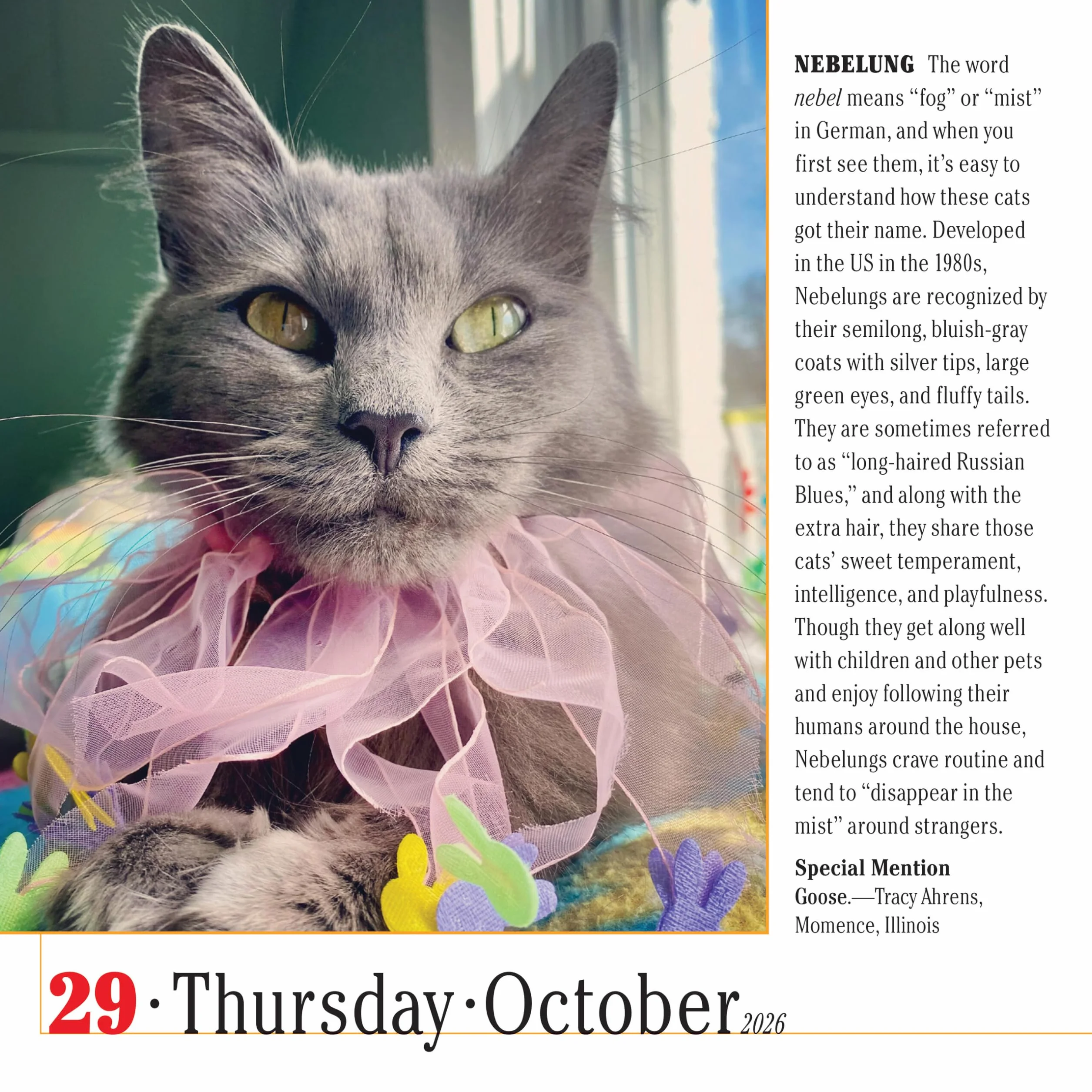 365 Cats Page-A-Day Calendar 2026: World's Favorite Cat Calendar