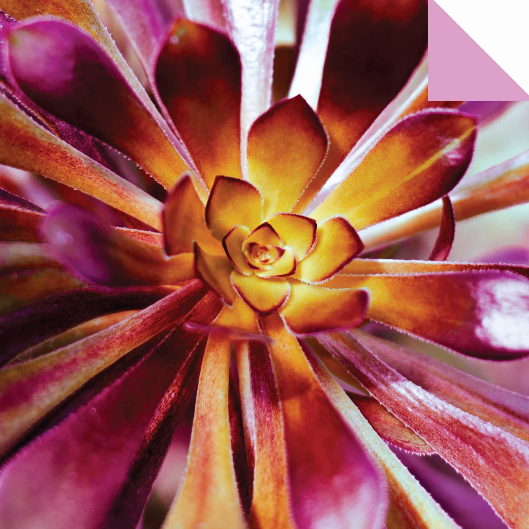 Origami Paper 500 Sheets Succulents 6 (15 CM): Tuttle Origami Paper: Double-Sided Origami Sheets with 12 Different Photographs (Instructions for 6 Projects Included)