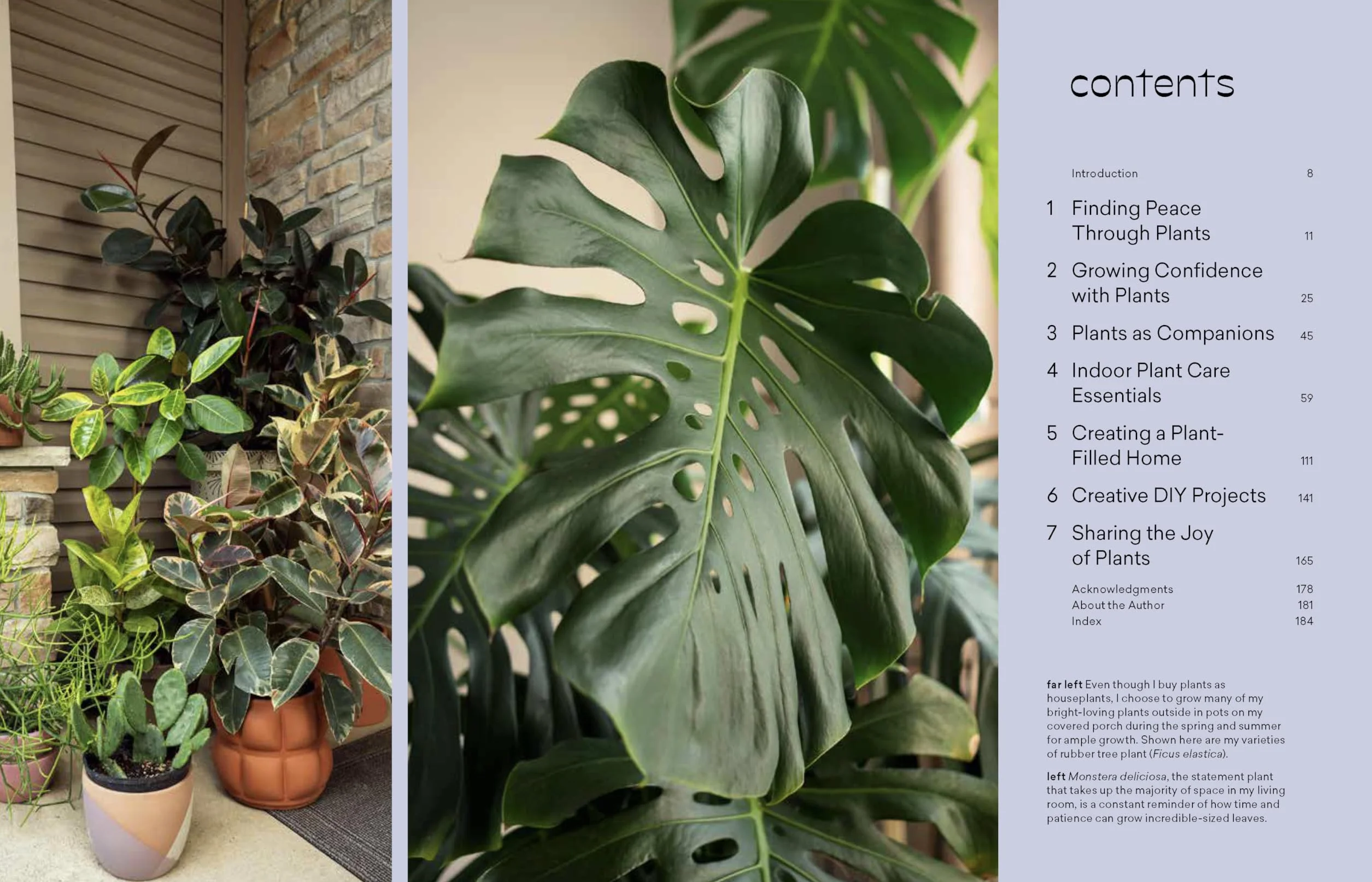 How to Care for Plants: Plant Care Guide
