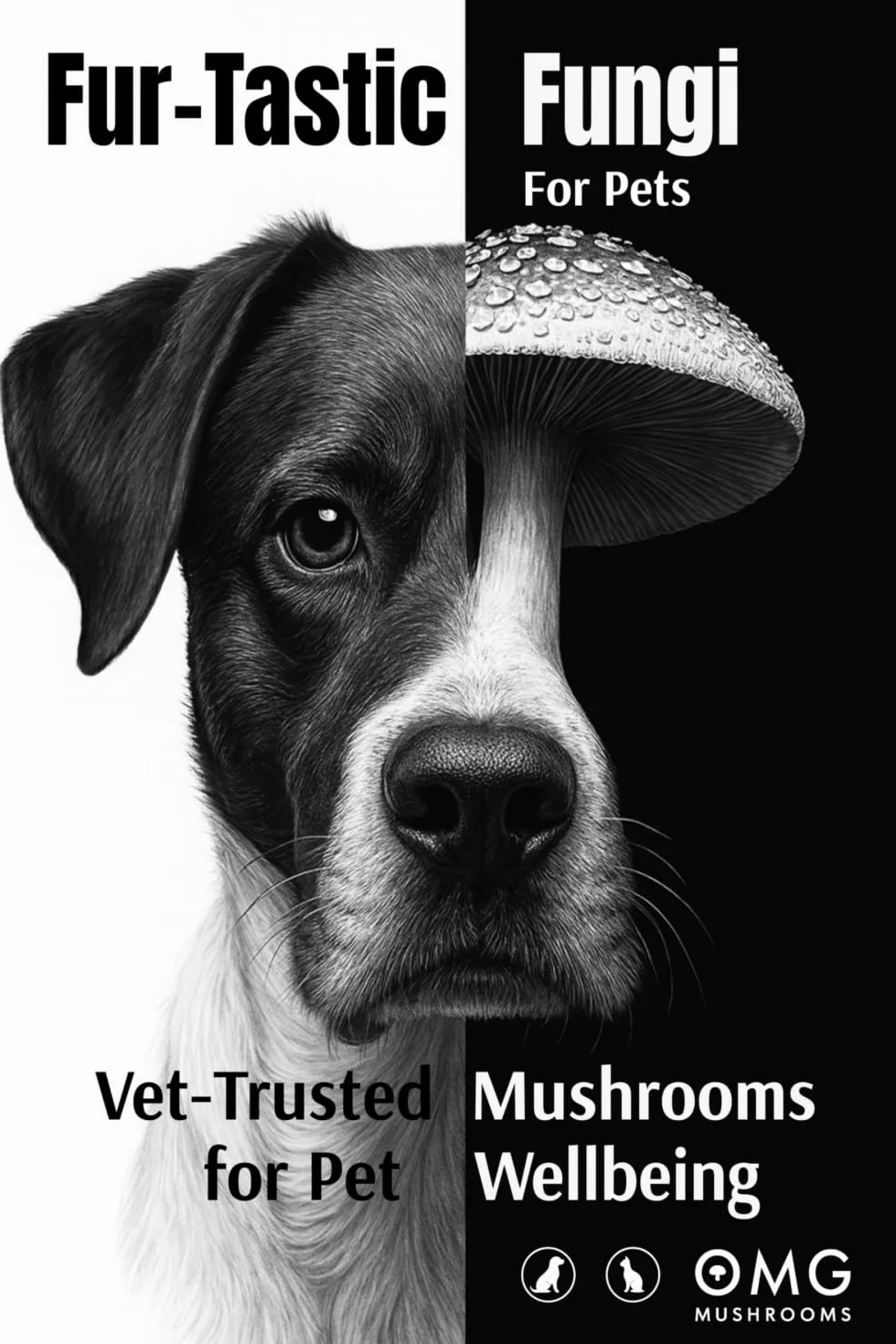 Fur-tastic Fungi: Vet-Trusted Mushrooms for Everyday Wellbeing