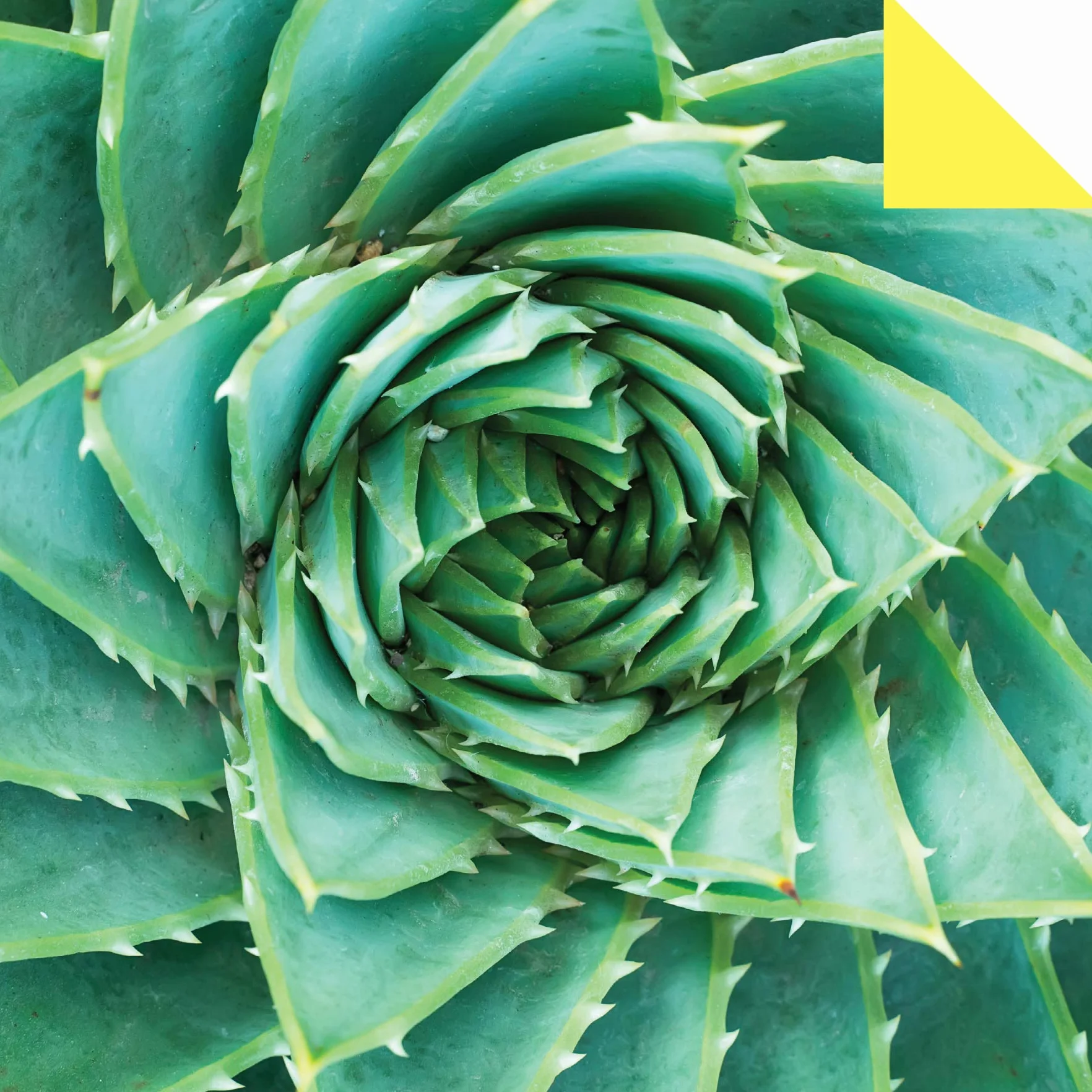 Origami Paper 500 Sheets Succulents 6 (15 CM): Tuttle Origami Paper: Double-Sided Origami Sheets with 12 Different Photographs (Instructions for 6 Projects Included)