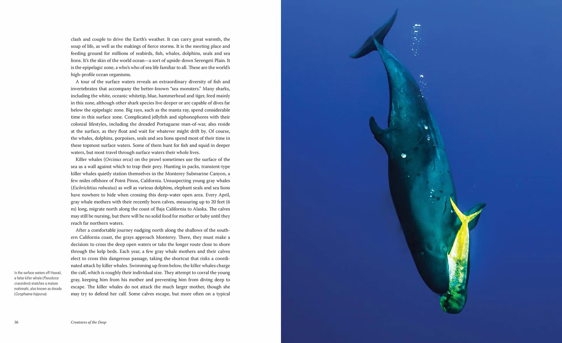 Creatures of the Deep: In Search of the Sea's Monsters